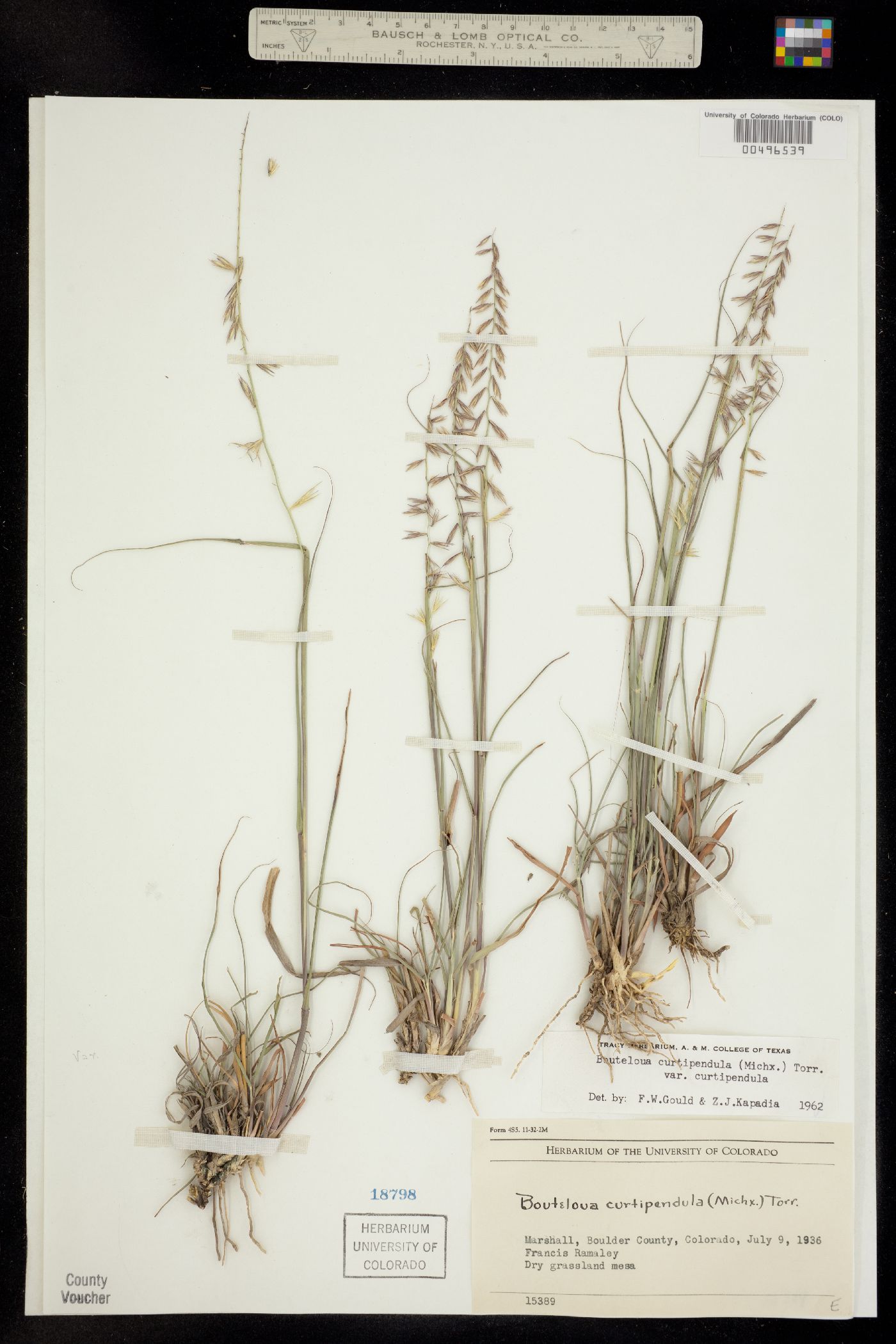 Bouteloua curtipendula image