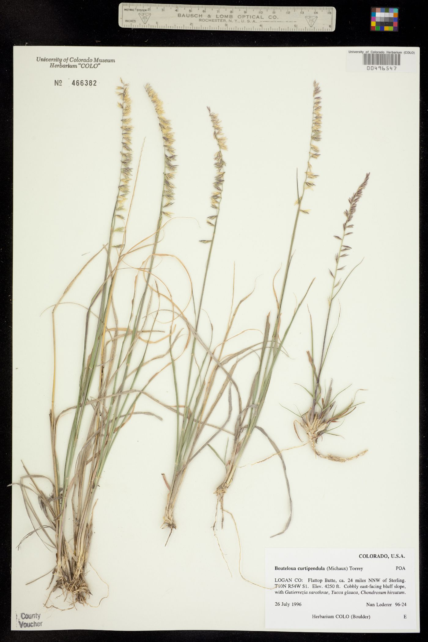 Bouteloua curtipendula image