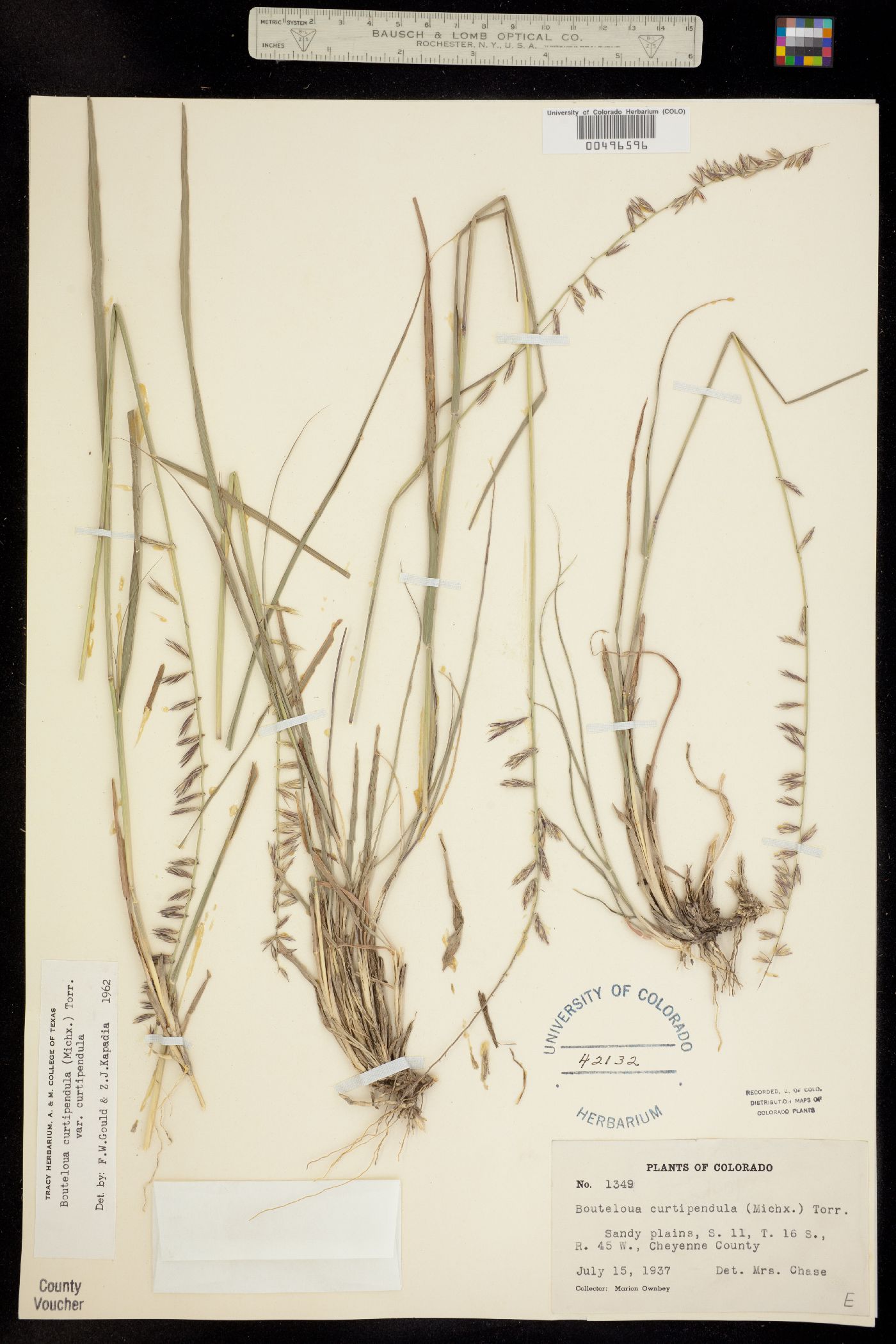 Bouteloua curtipendula image