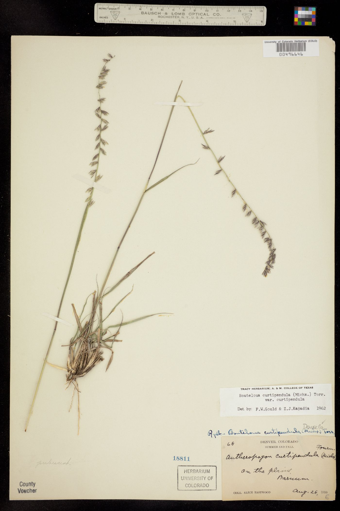 Bouteloua curtipendula image