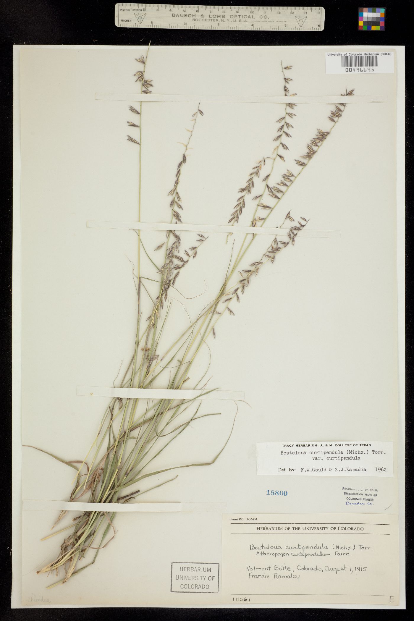 Bouteloua curtipendula var. curtipendula image