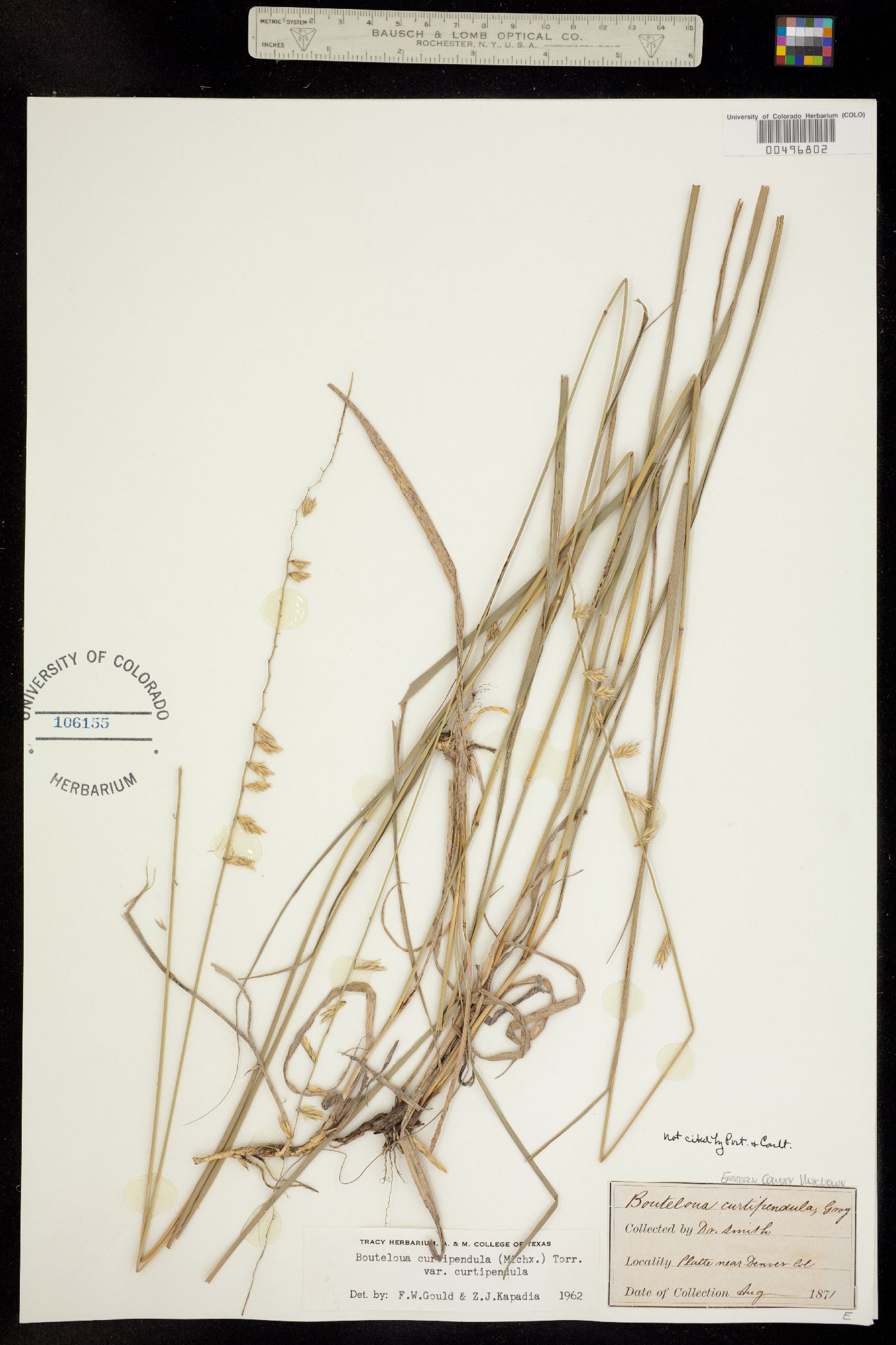 Bouteloua curtipendula image