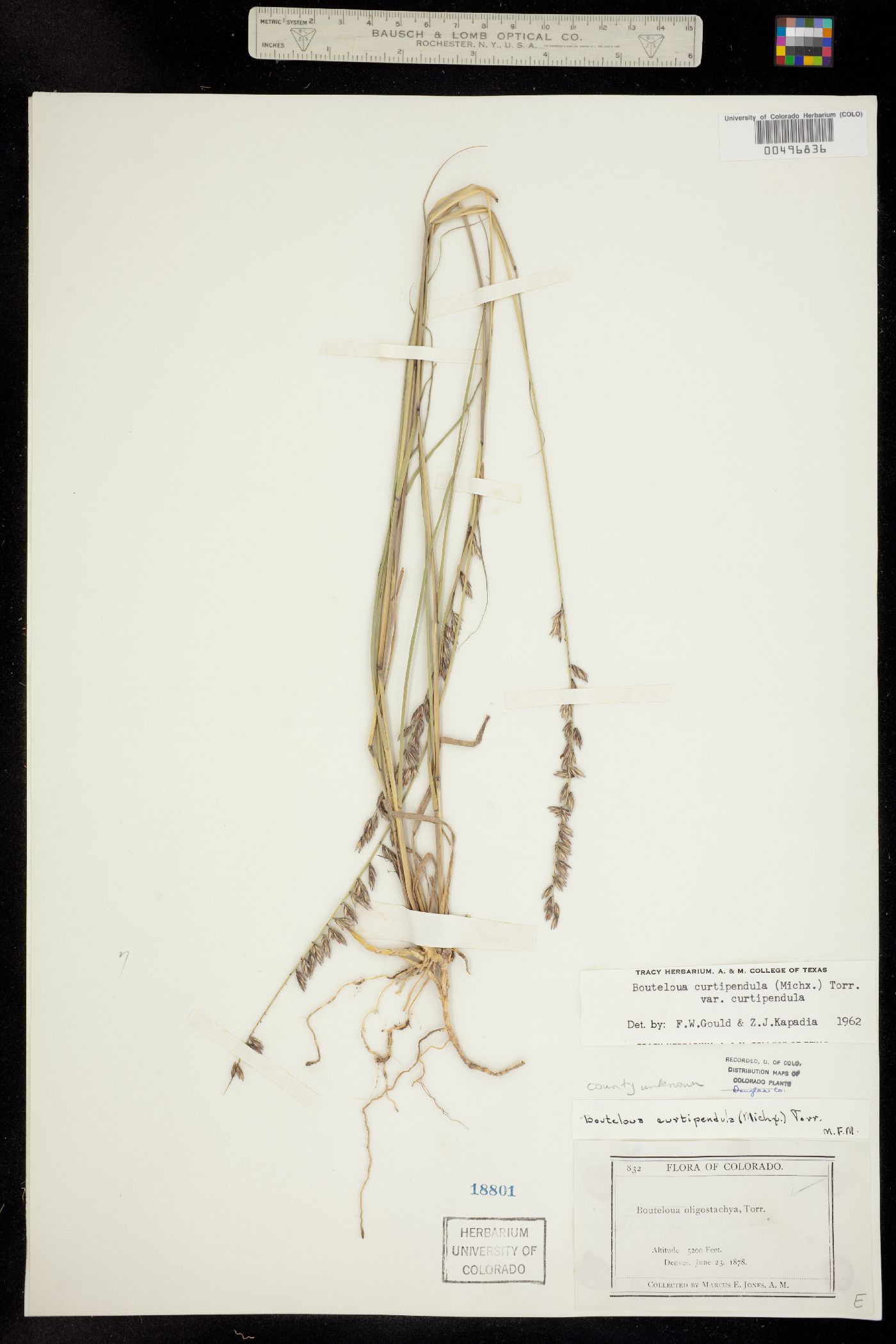 Bouteloua curtipendula var. curtipendula image