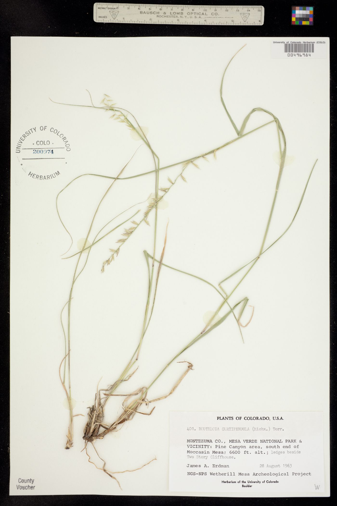 Bouteloua curtipendula image