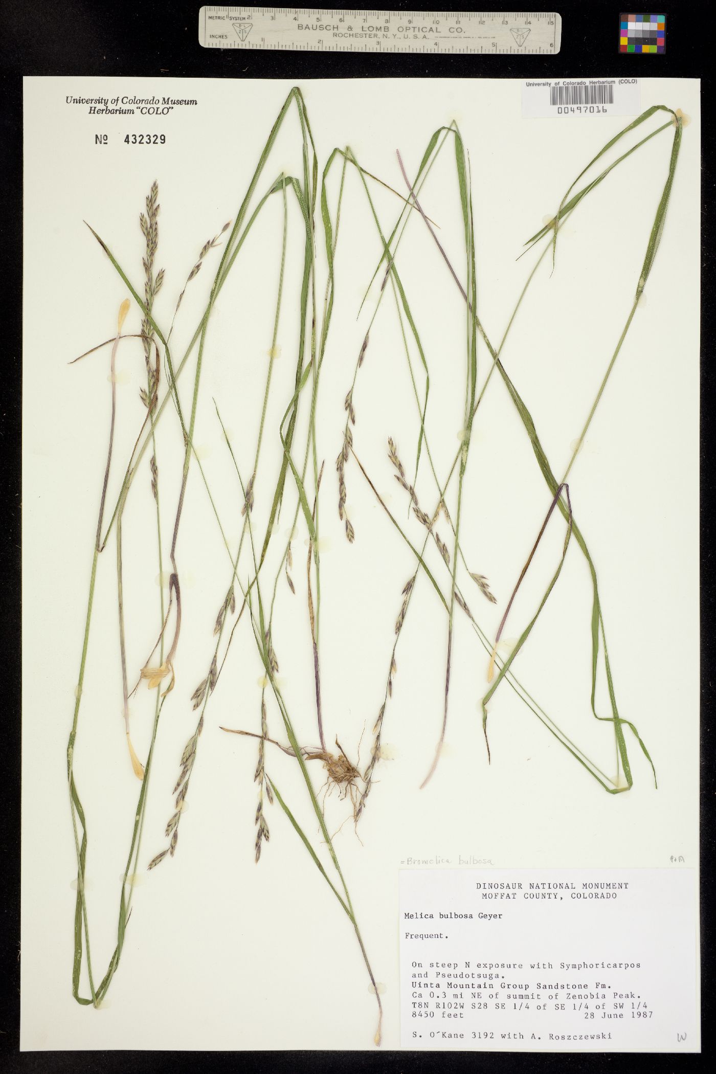 Melica bulbosa image