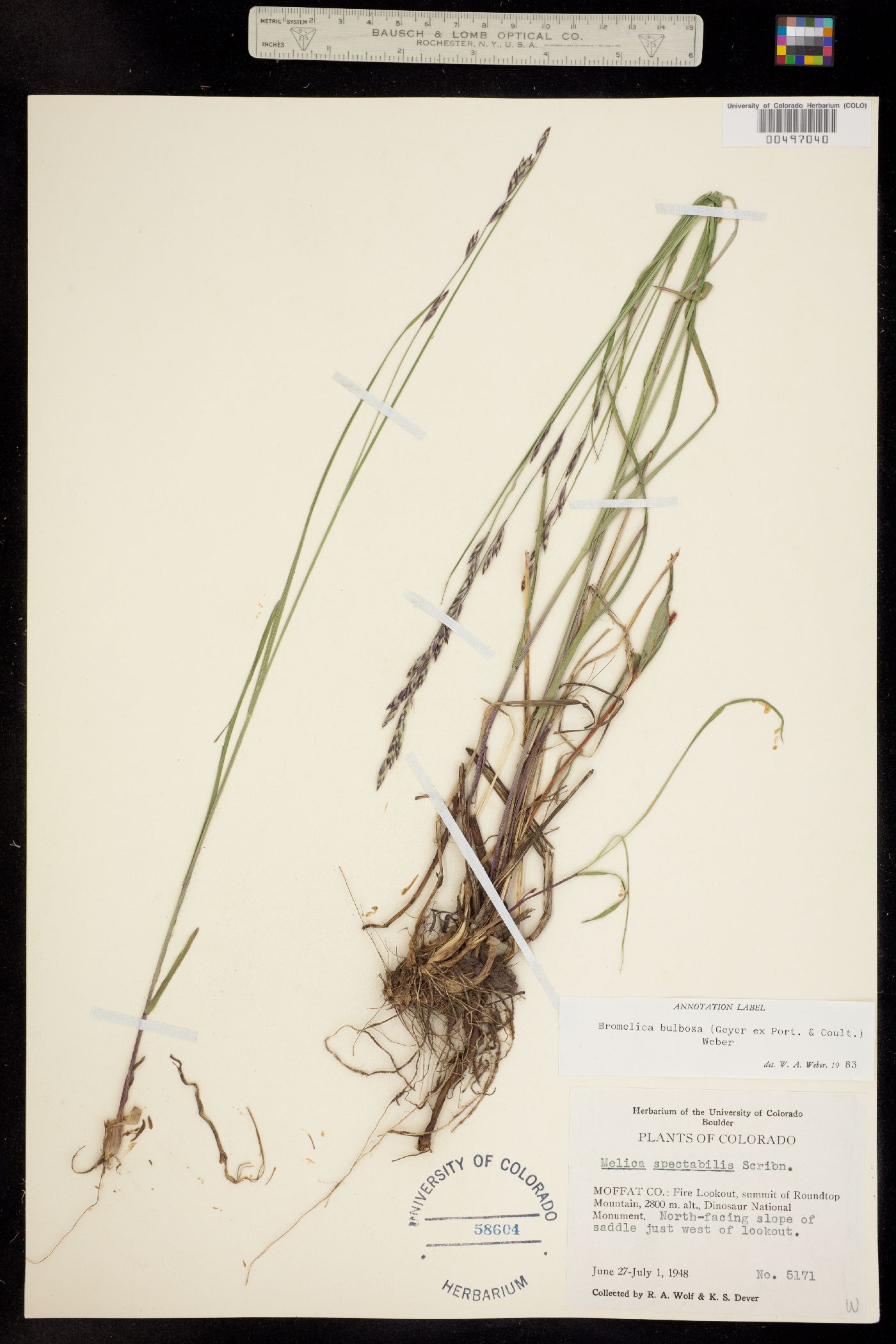 Melica bulbosa image