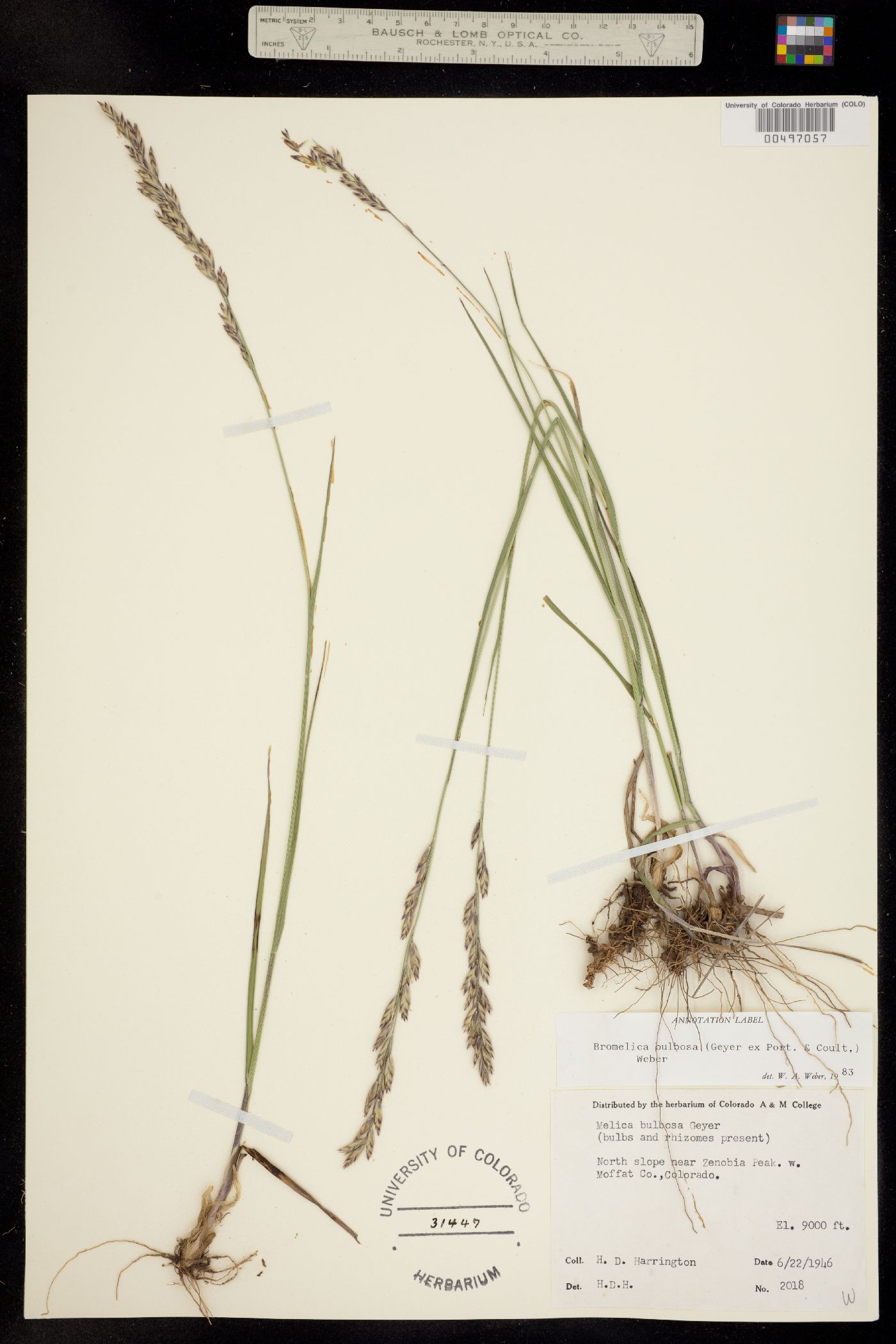 Melica image