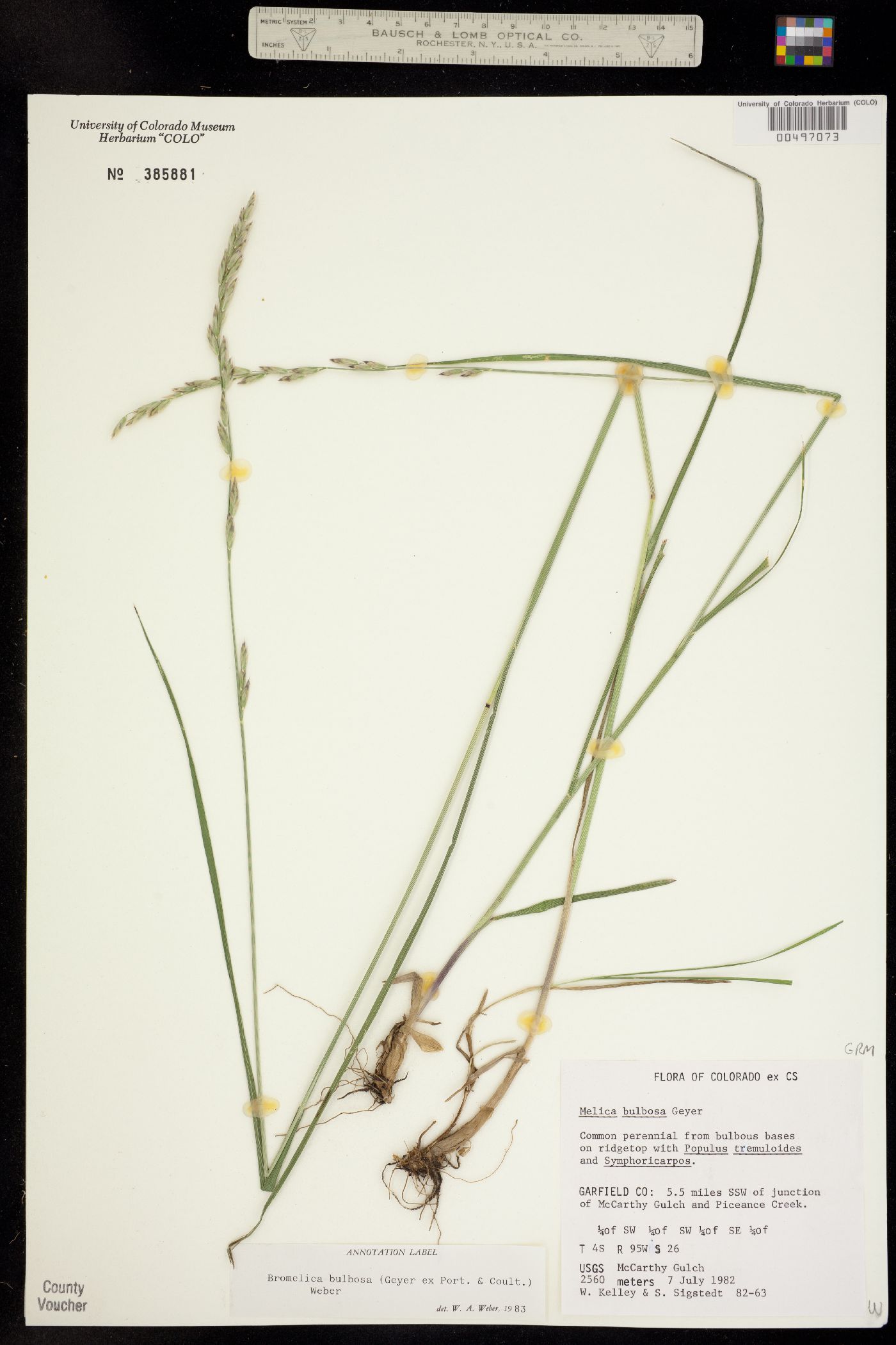 Melica bulbosa image