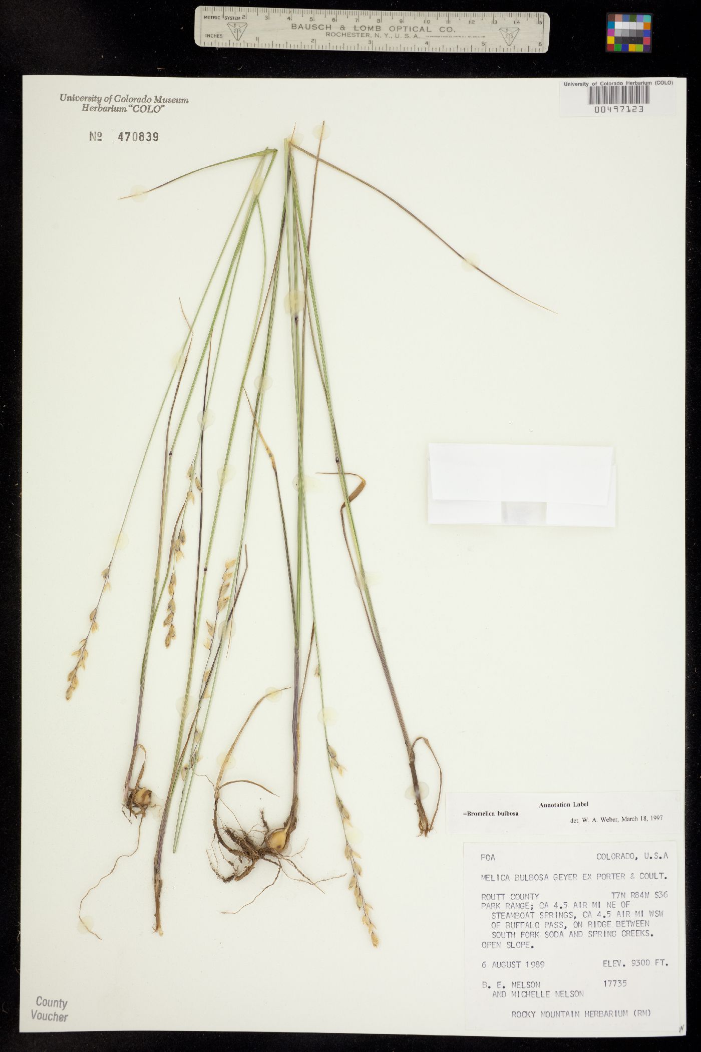 Melica bulbosa image