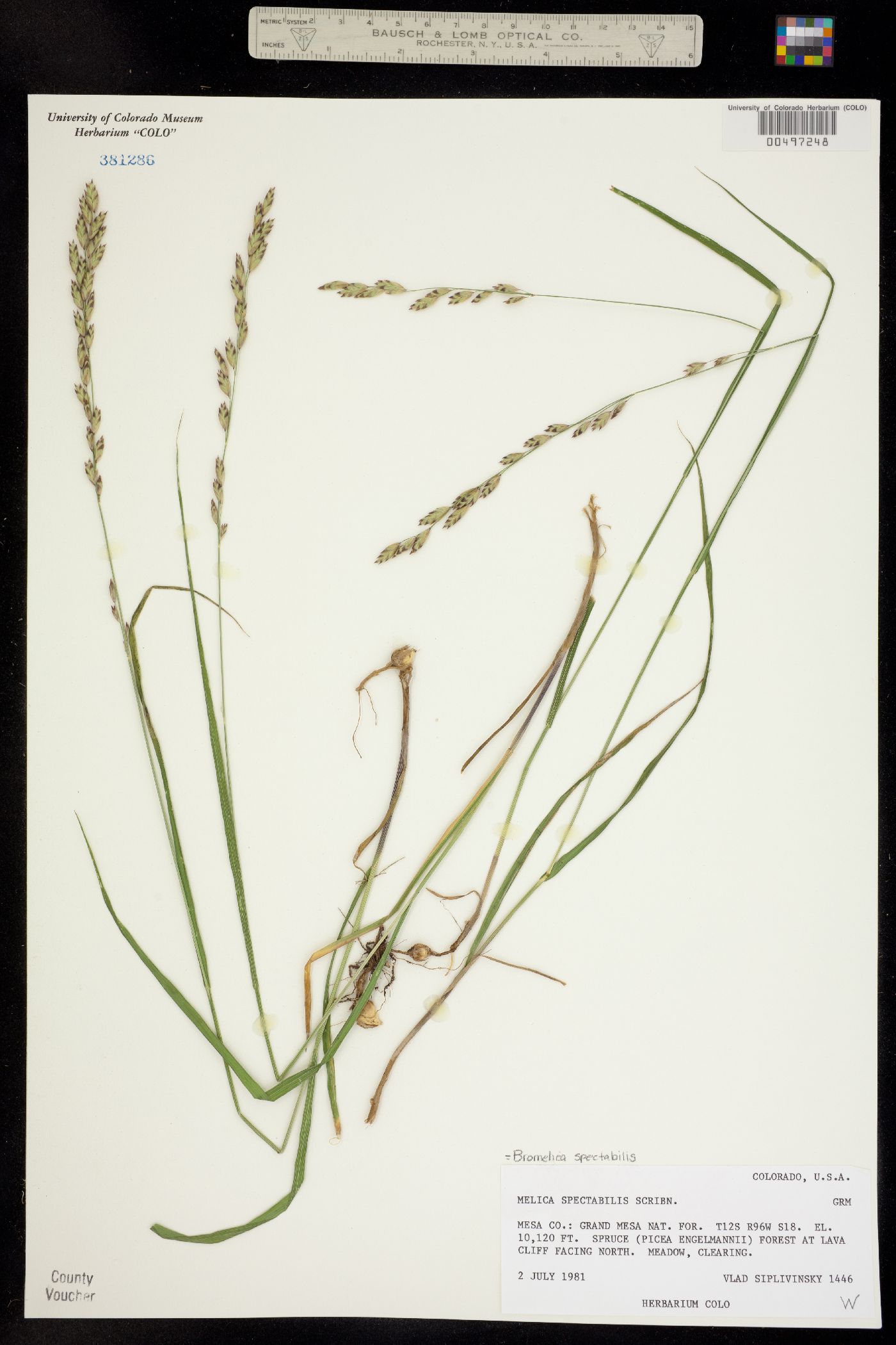 Melica spectabilis image