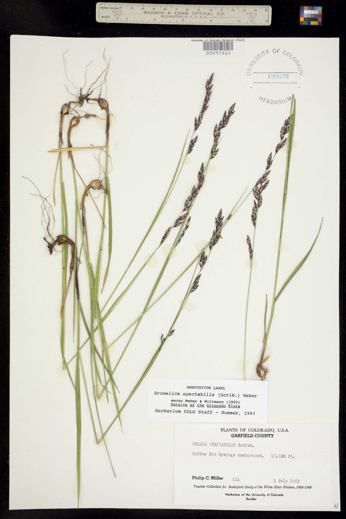 Bromelica spectabilis image