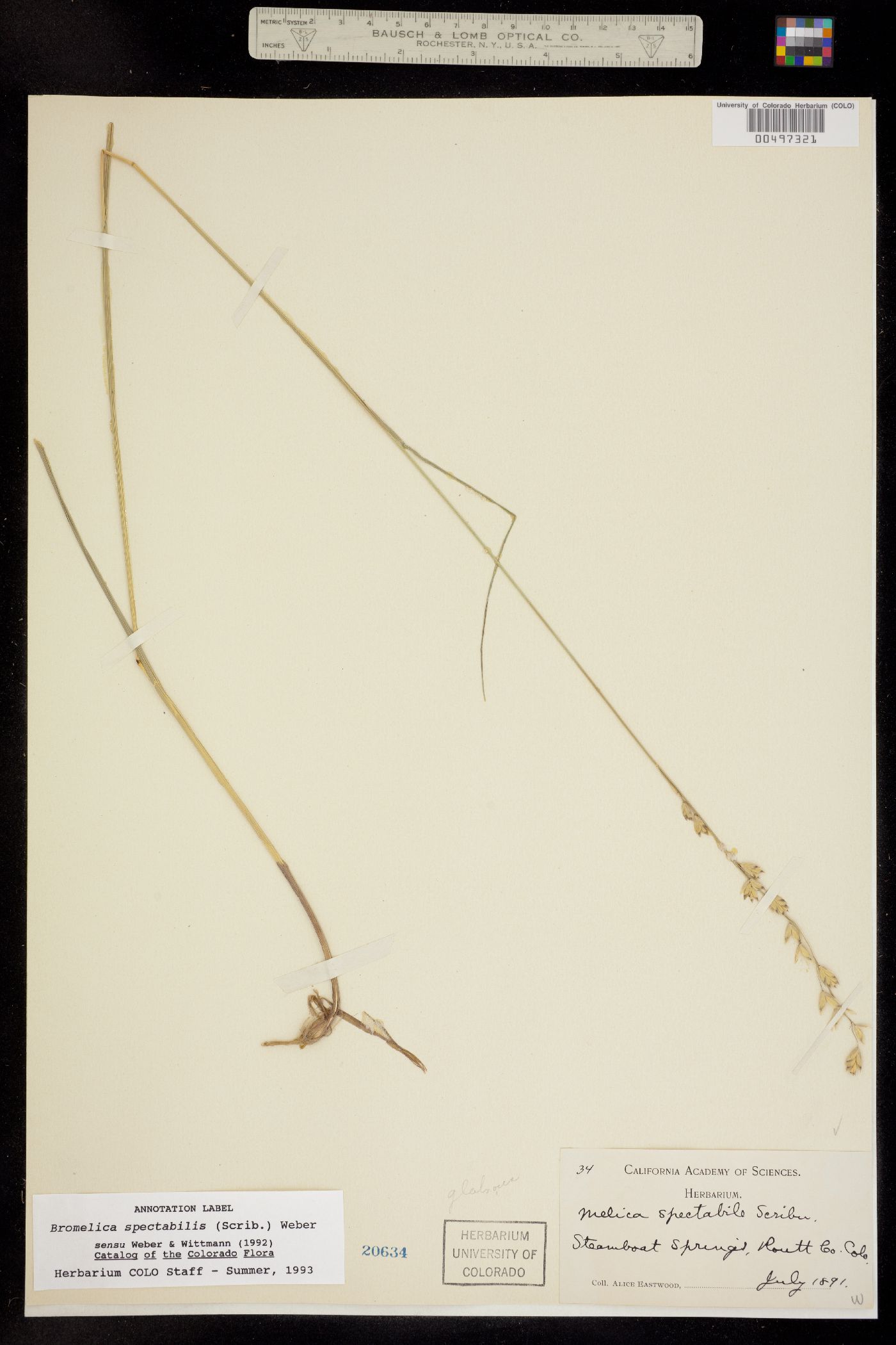 Melica spectabilis image