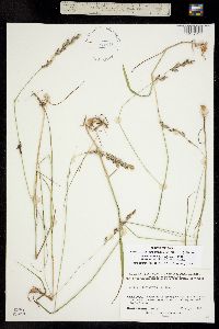 Bromelica spectabilis image
