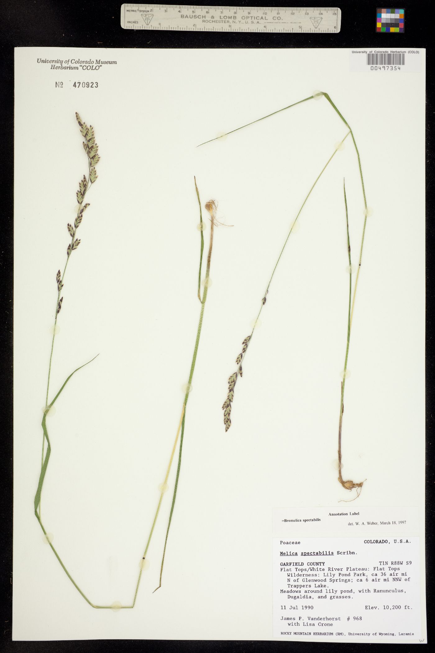 Bromelica spectabilis image