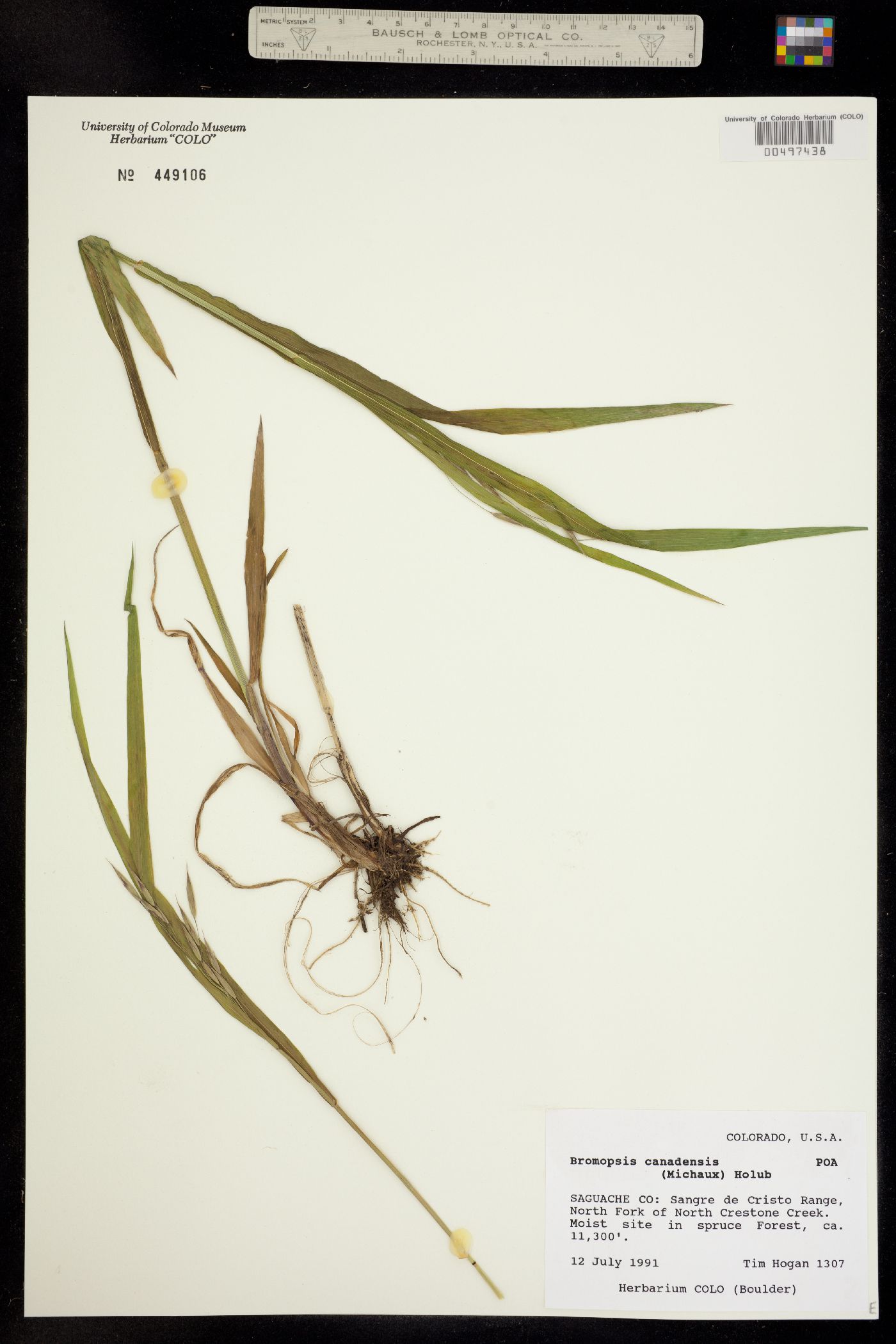 Bromus ciliatus var. ciliatus image