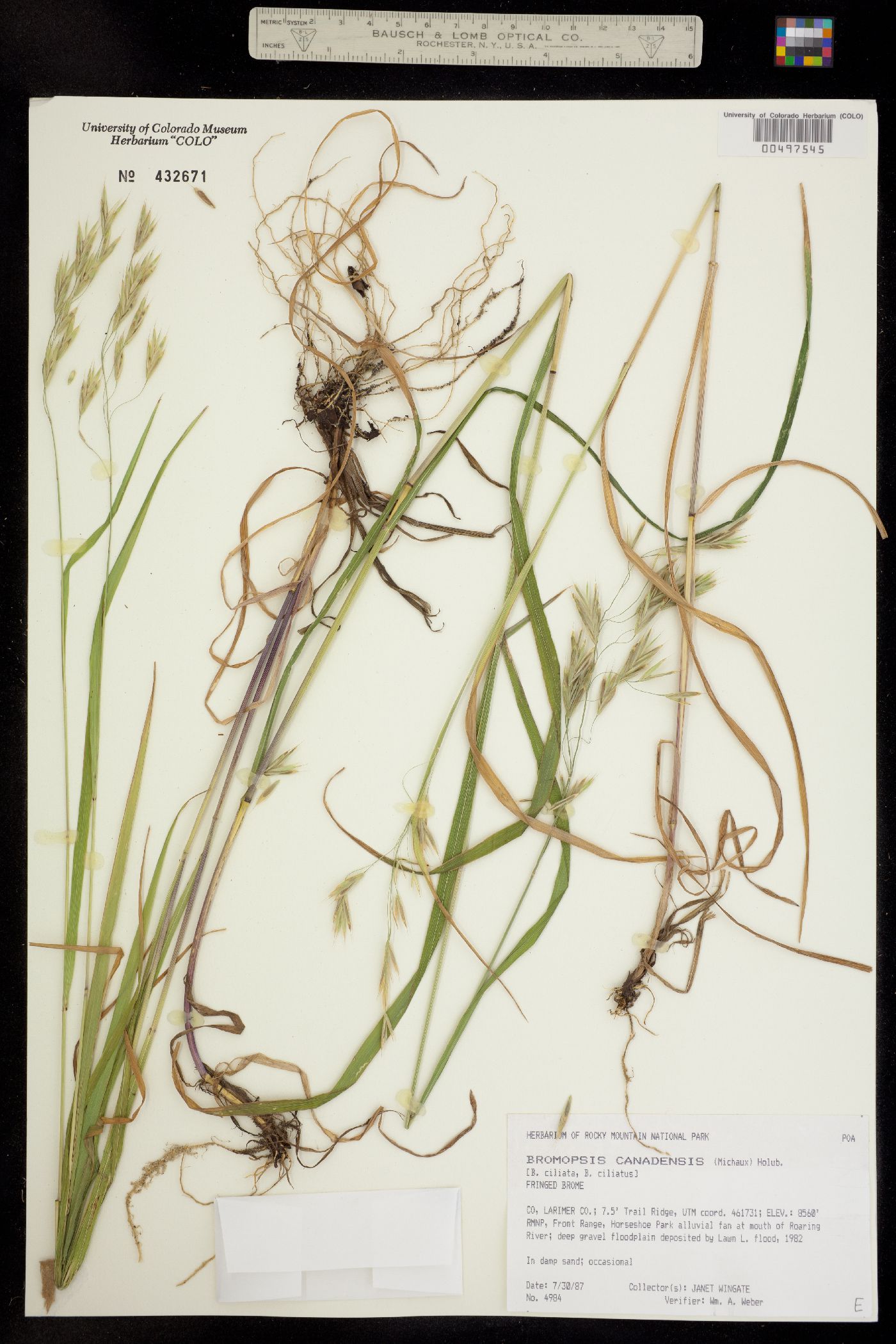 Bromus ciliatus image