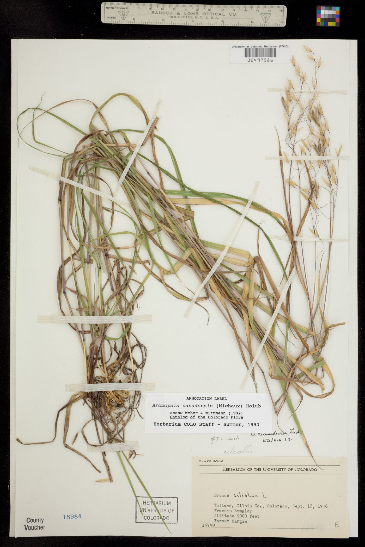 Bromus ciliatus image
