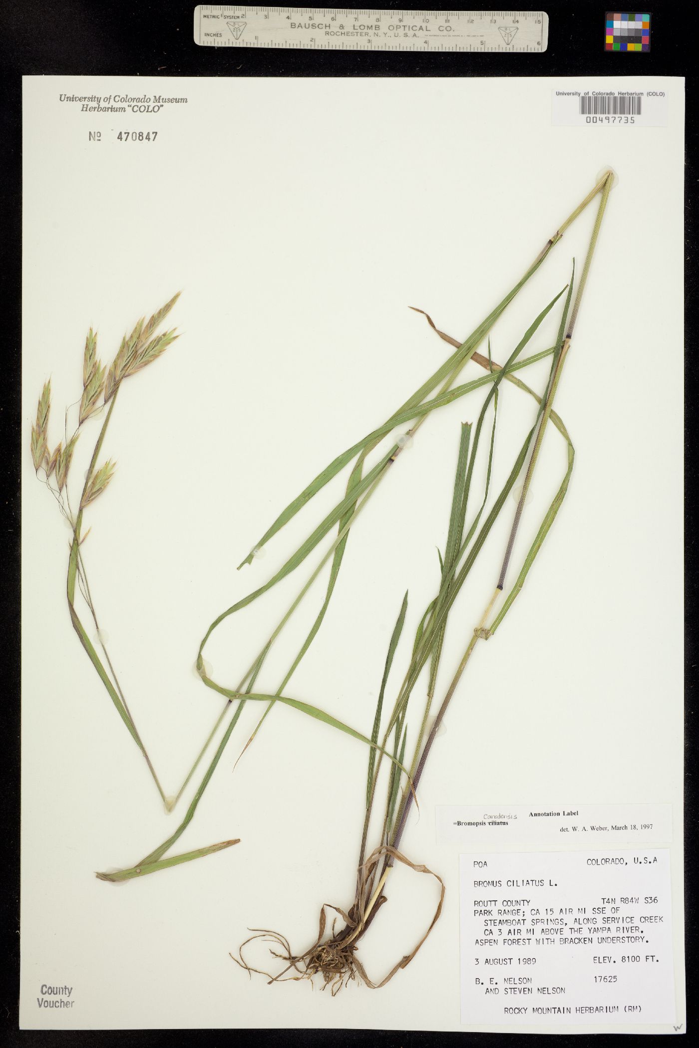 Bromus ciliatus var. ciliatus image