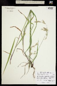 Bromus ciliatus var. ciliatus image