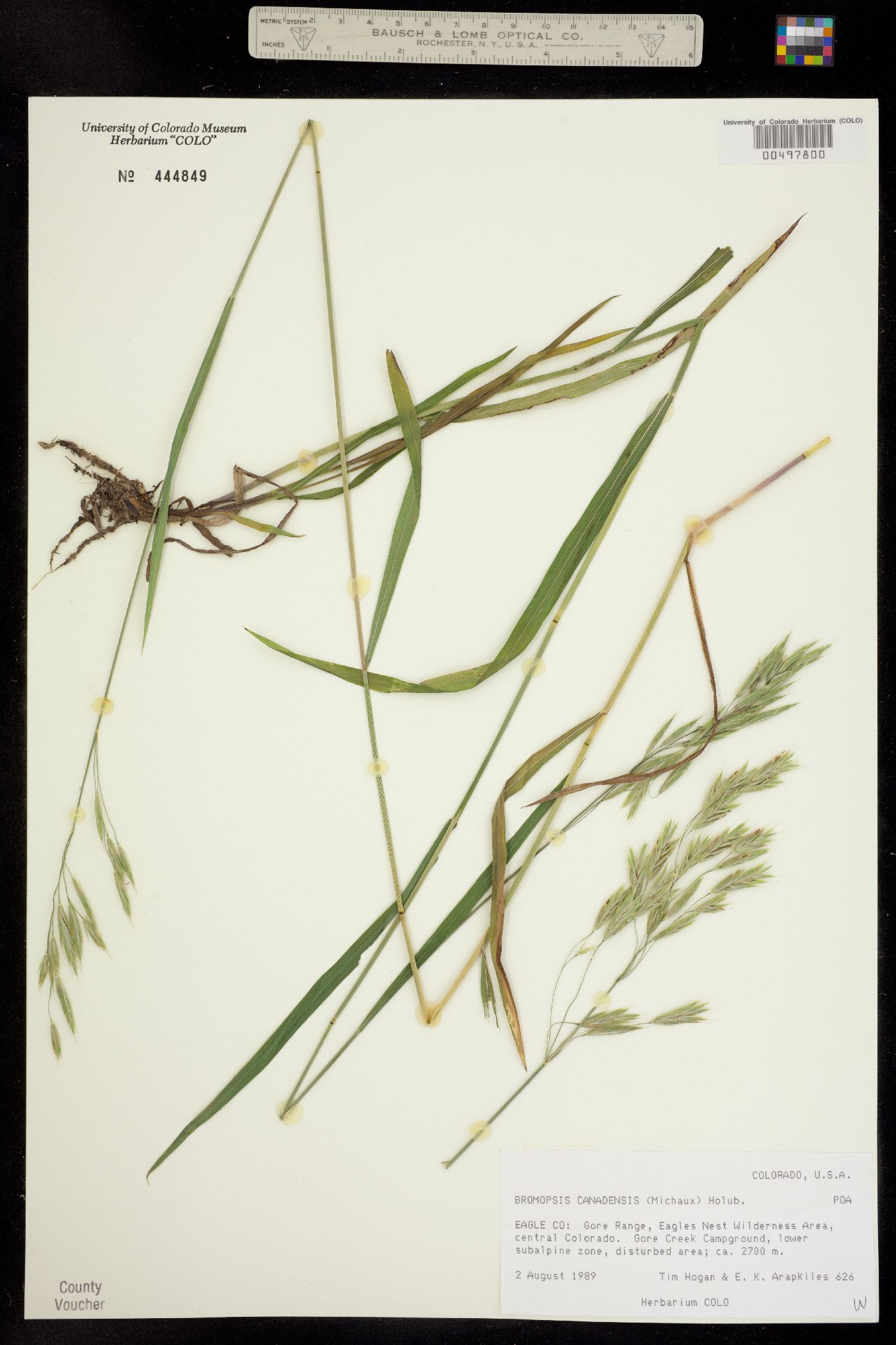 Bromus ciliatus image