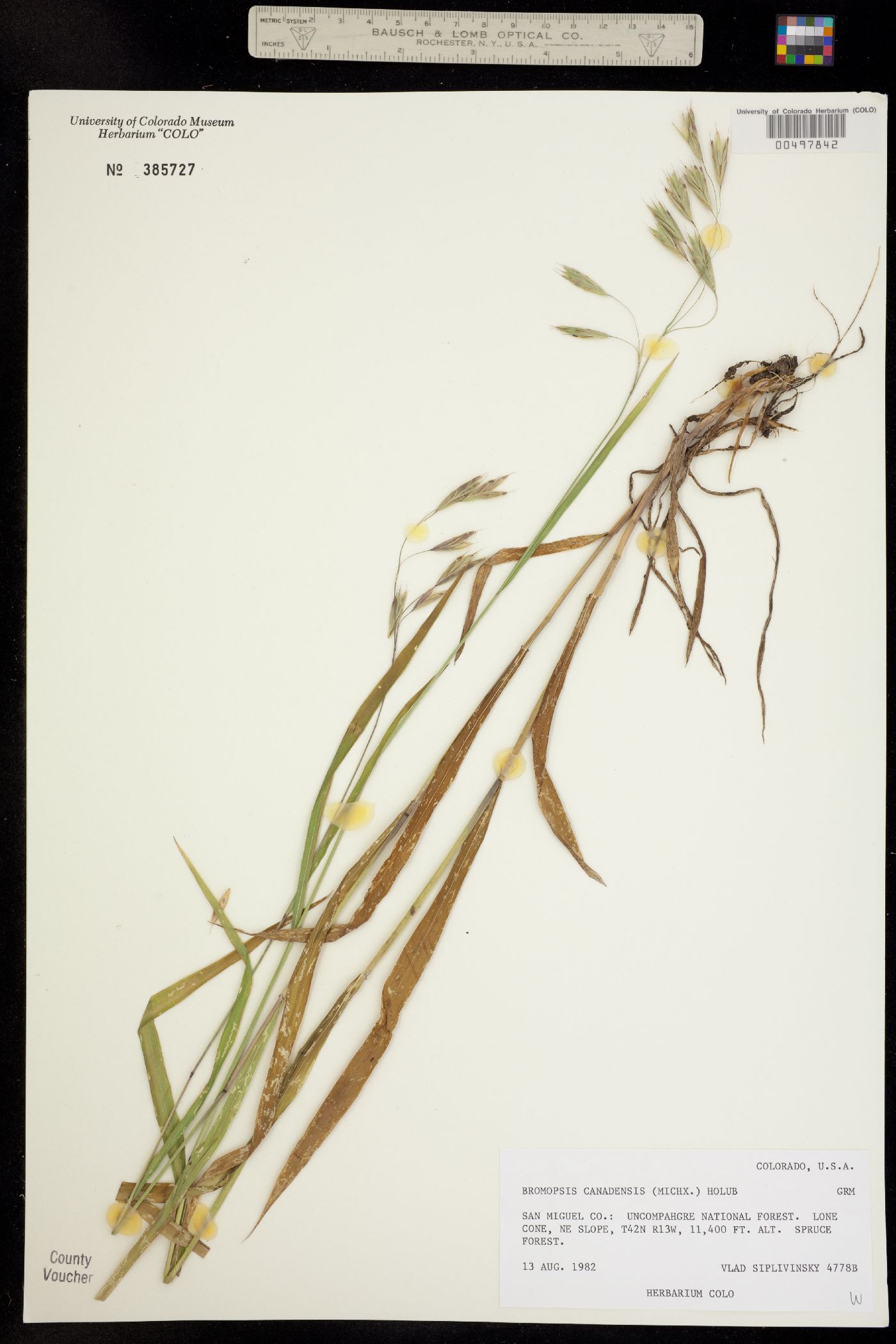 Bromus ciliatus image