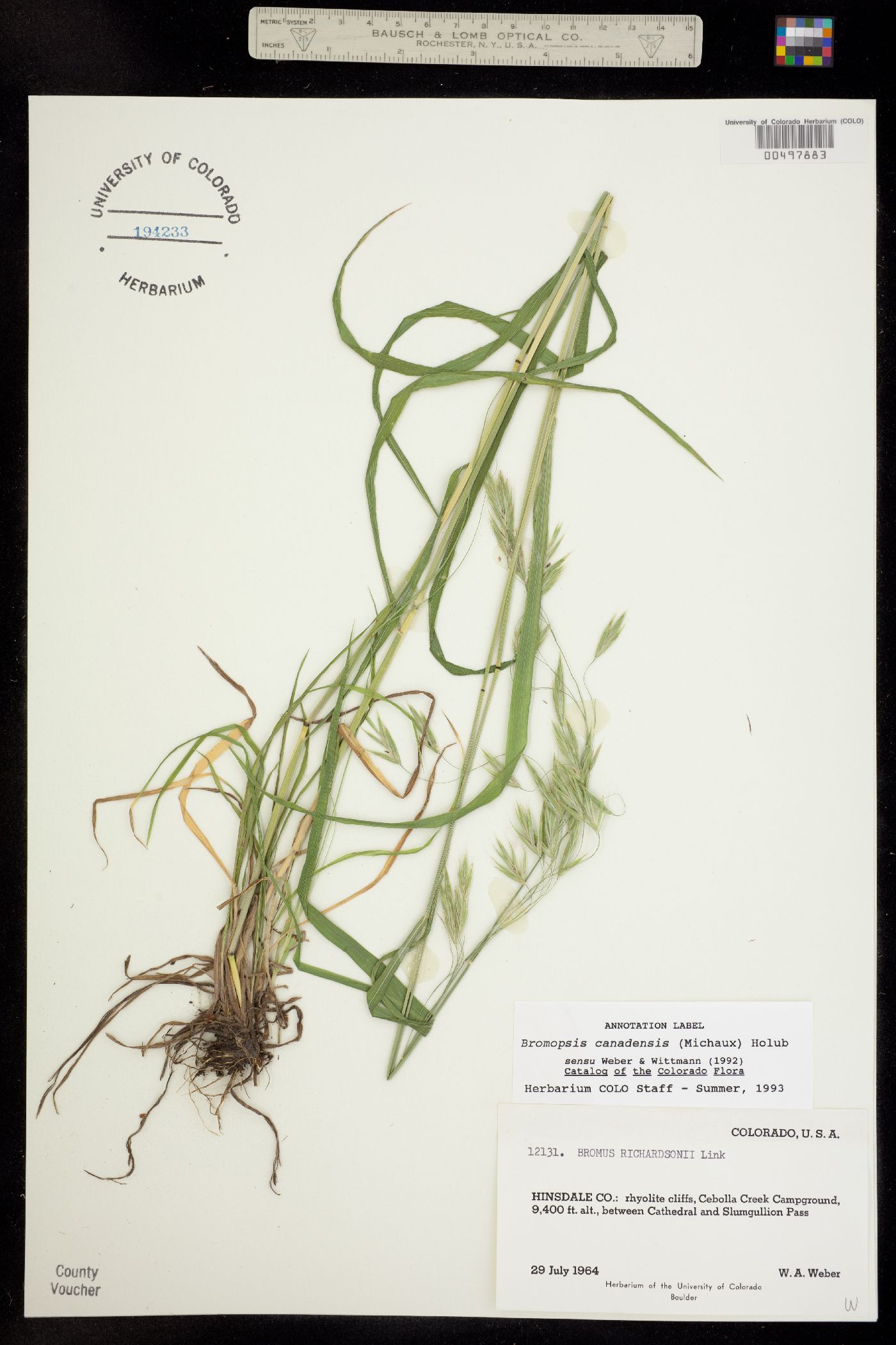 Bromus ciliatus image