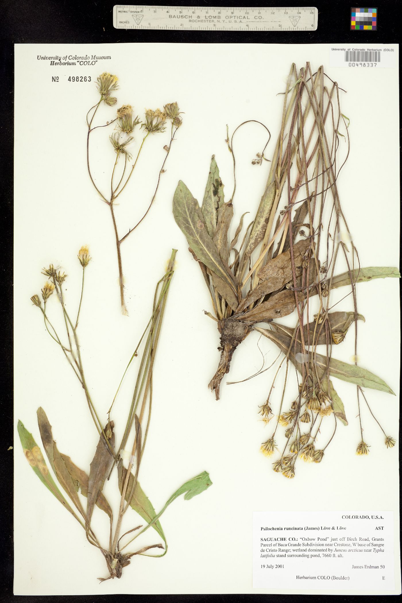Psilochenia image