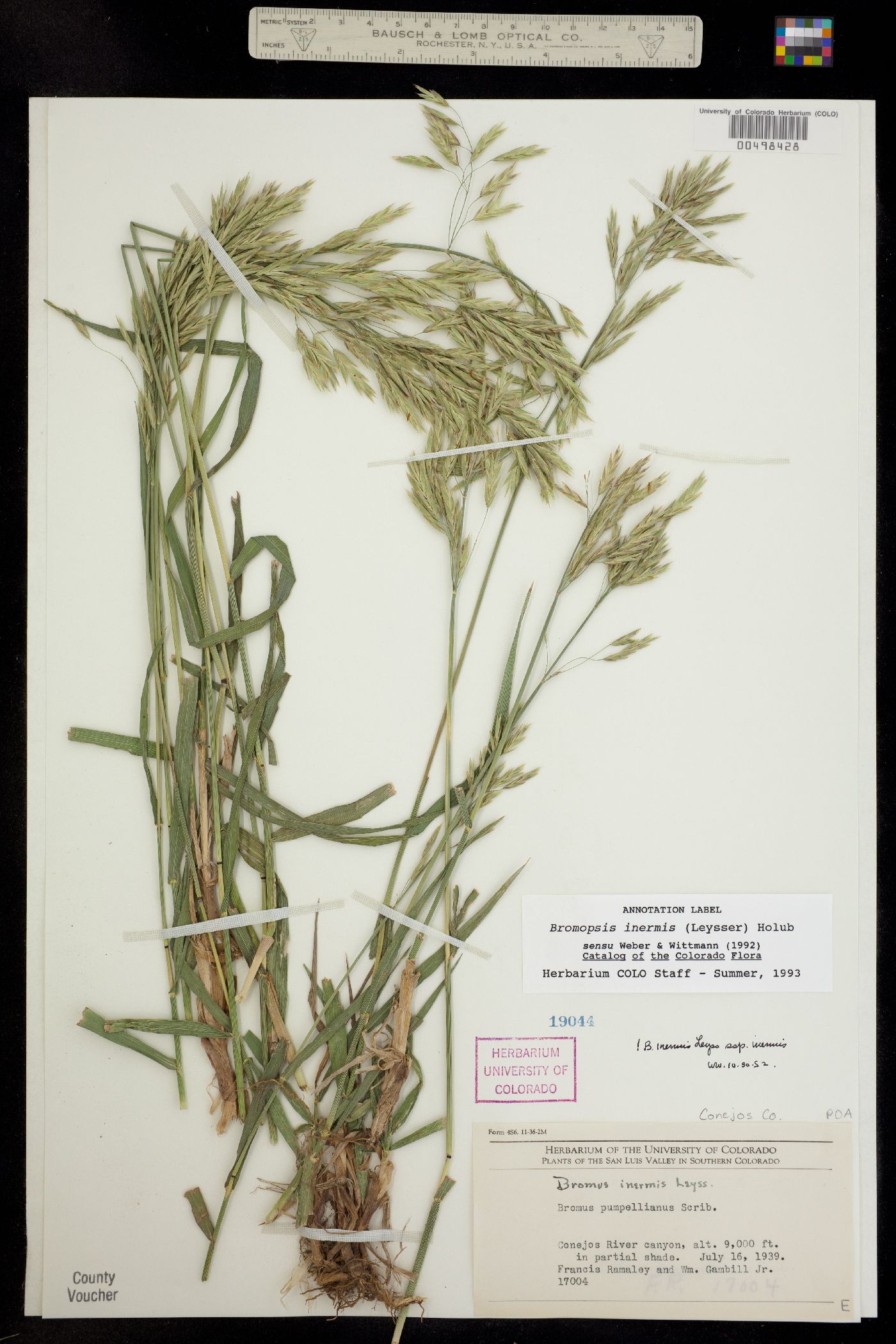 Bromus inermis image