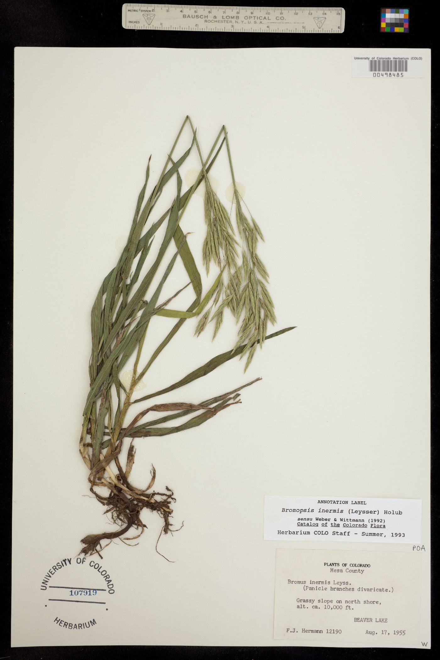 Bromus inermis image