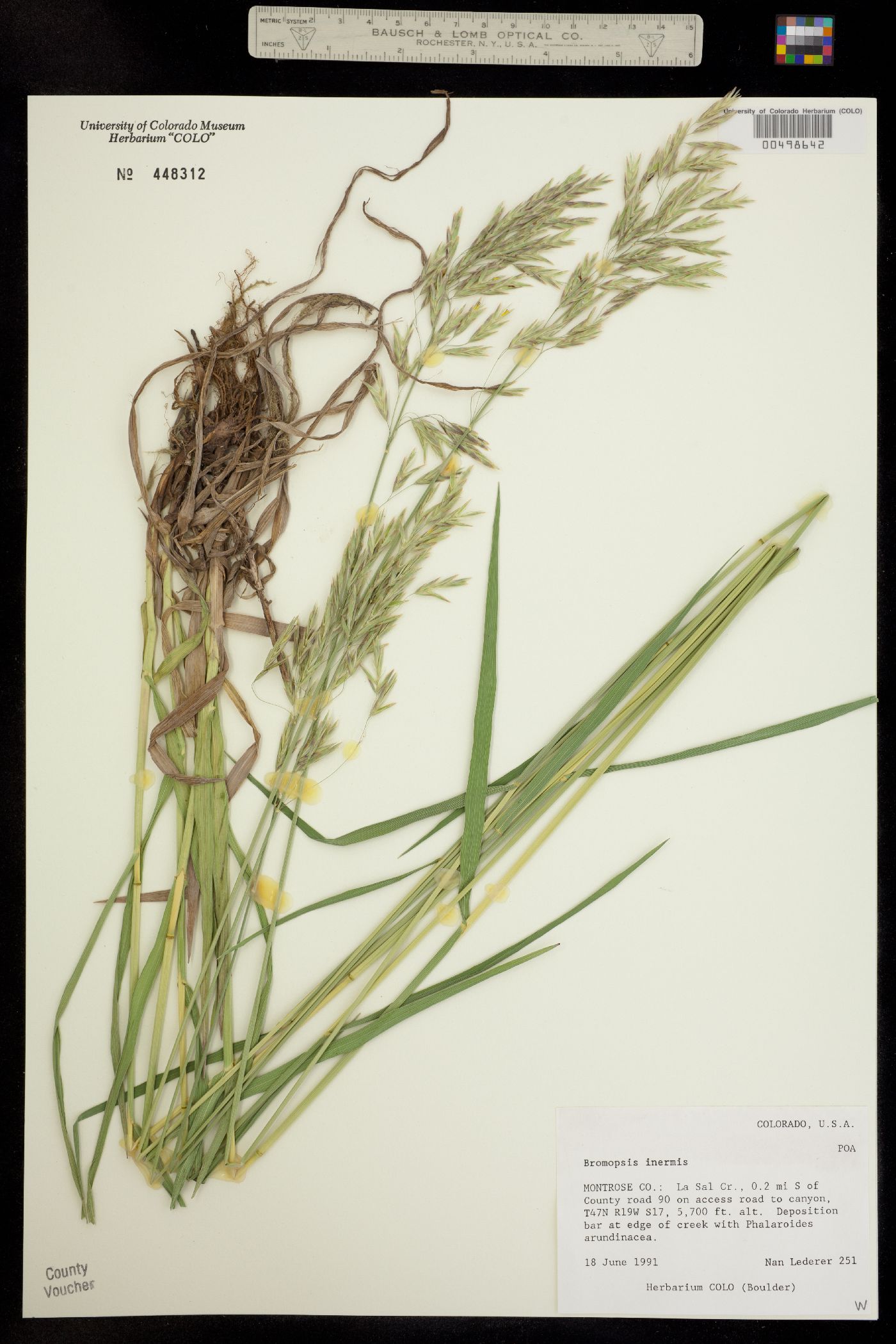 Bromus inermis image