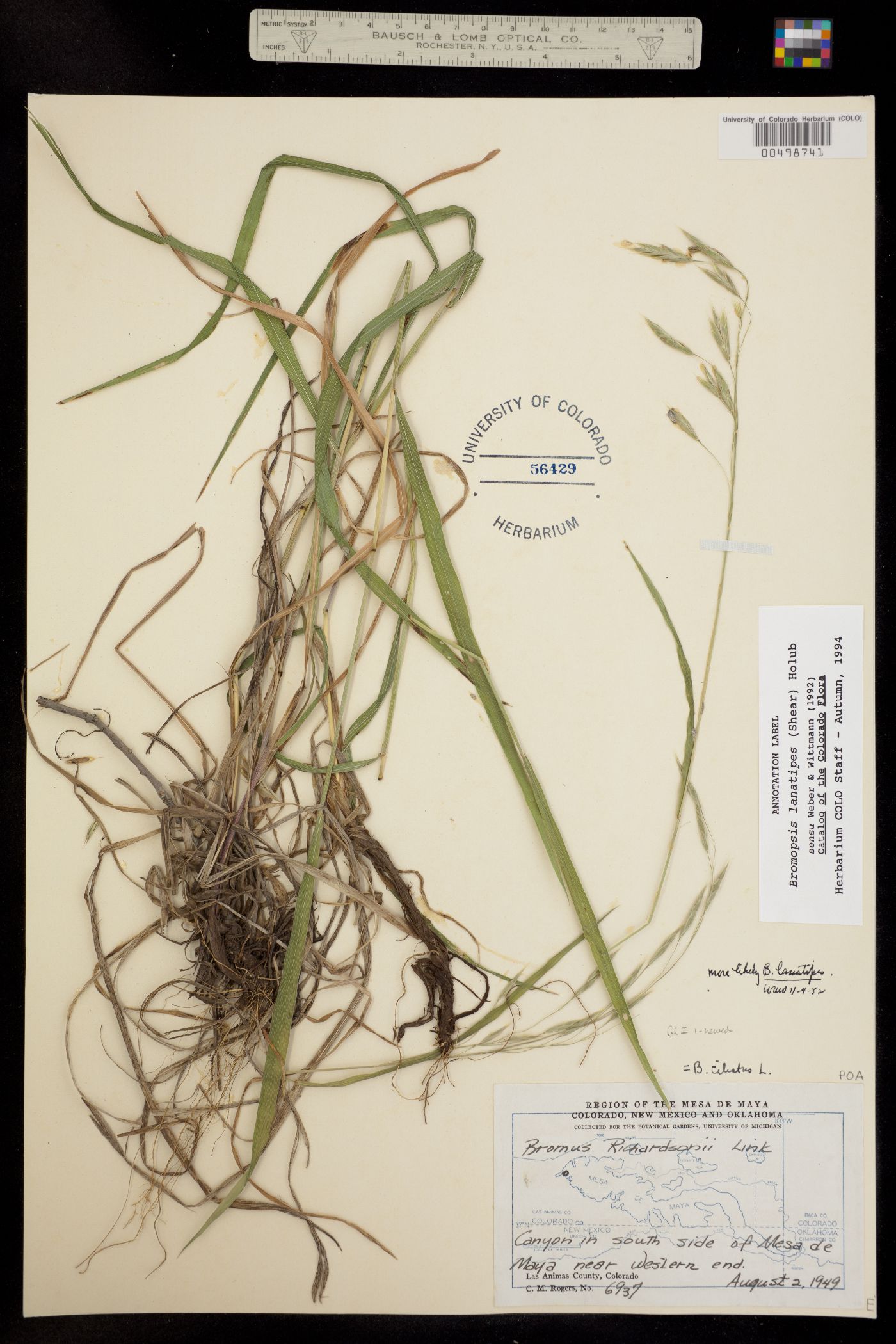 Bromus lanatipes image