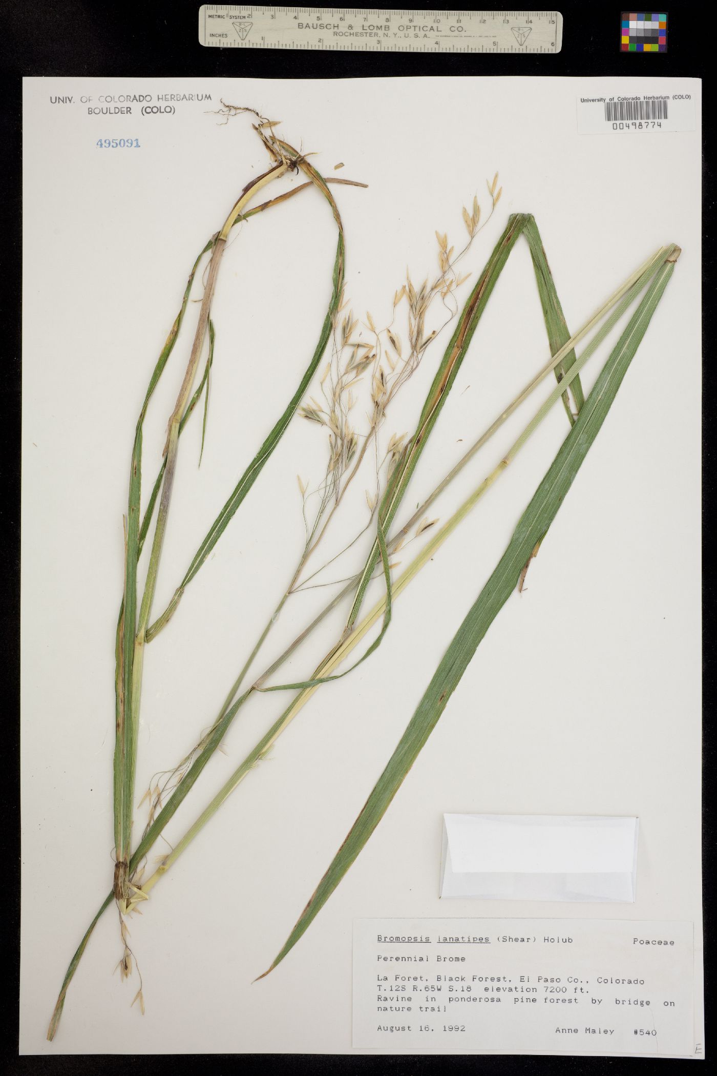 Bromus lanatipes image