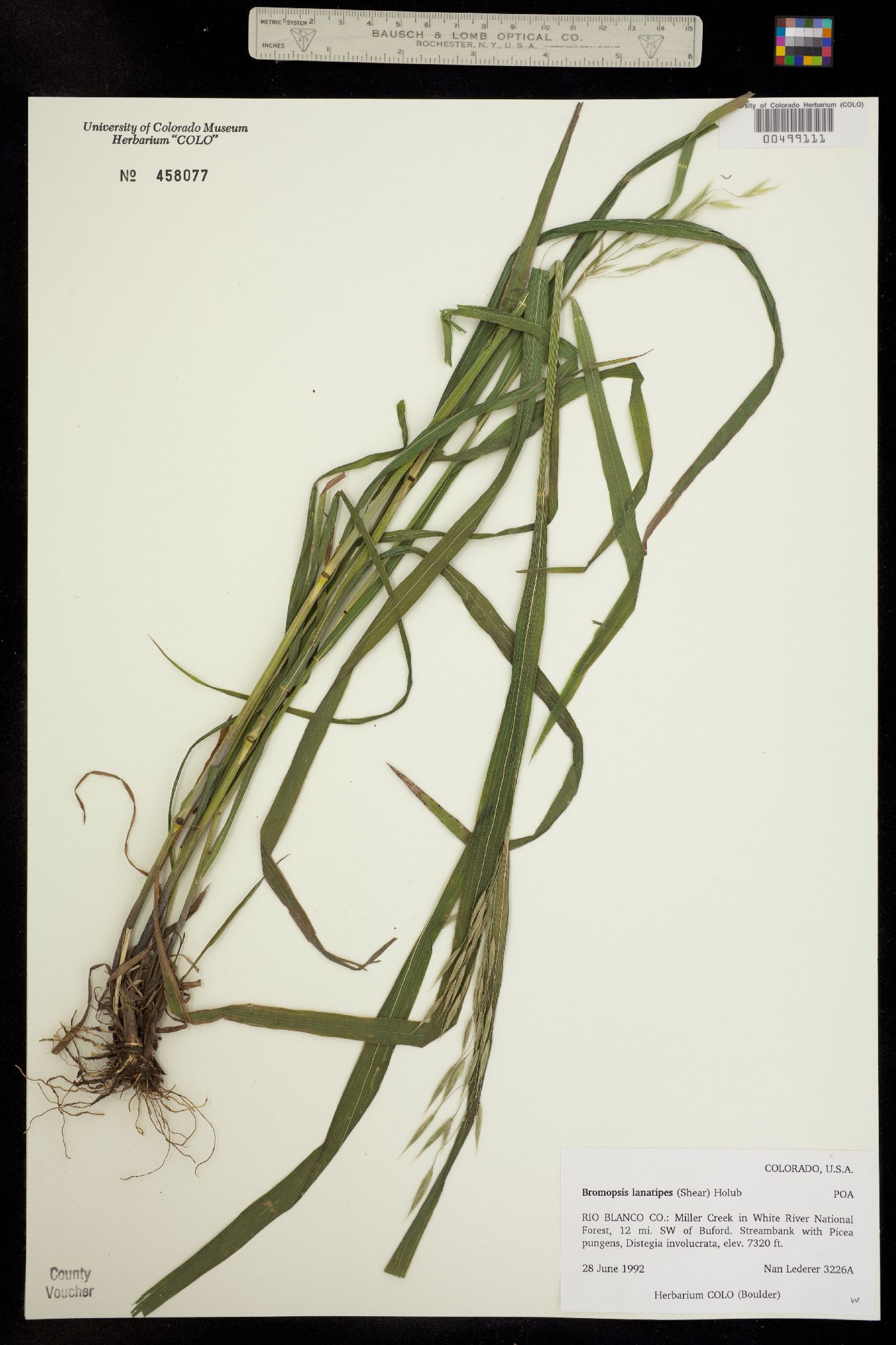 Bromus lanatipes image