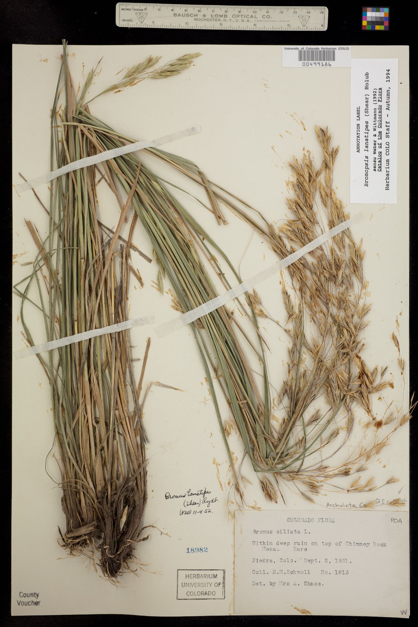 Bromus lanatipes image