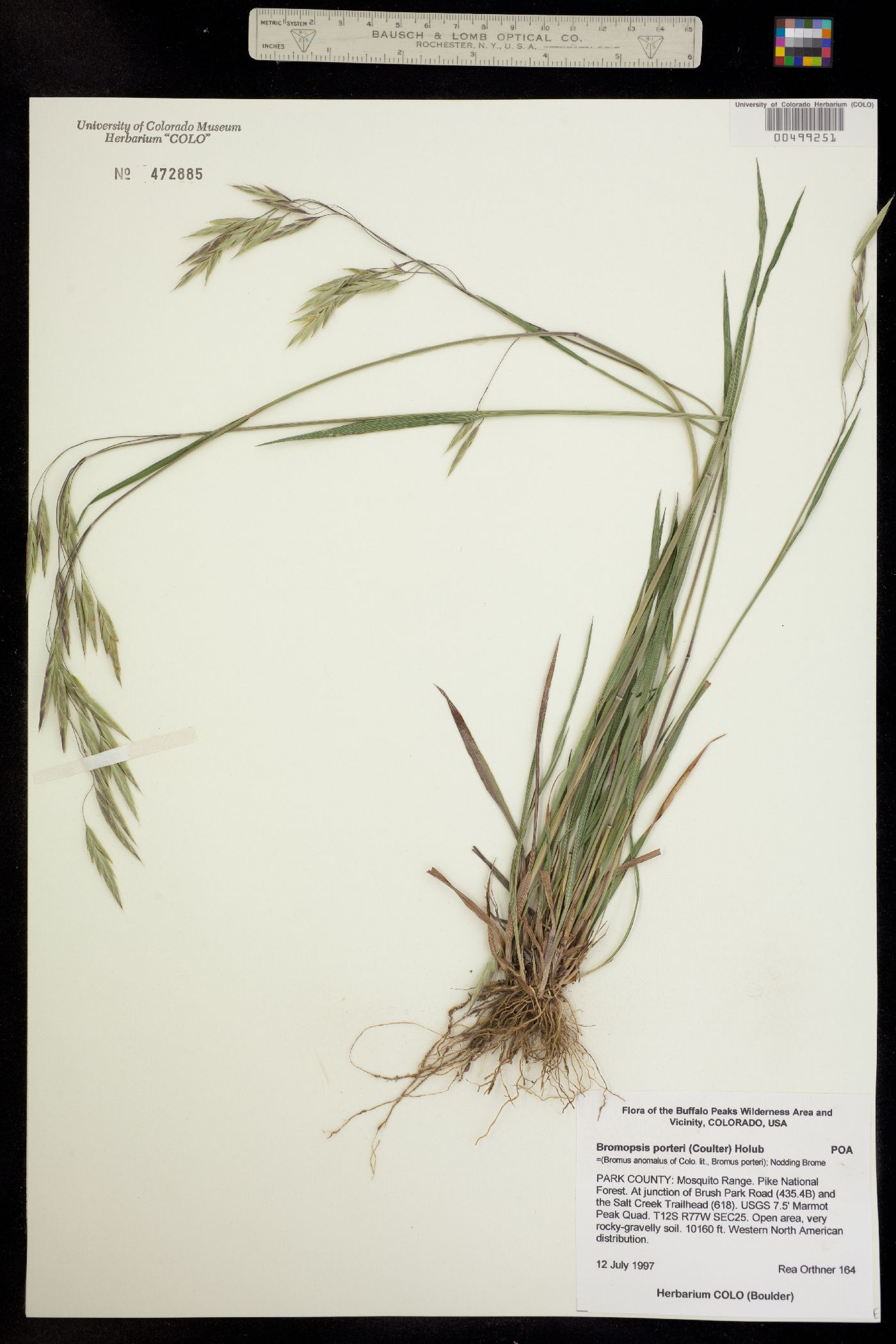 Bromus porteri image