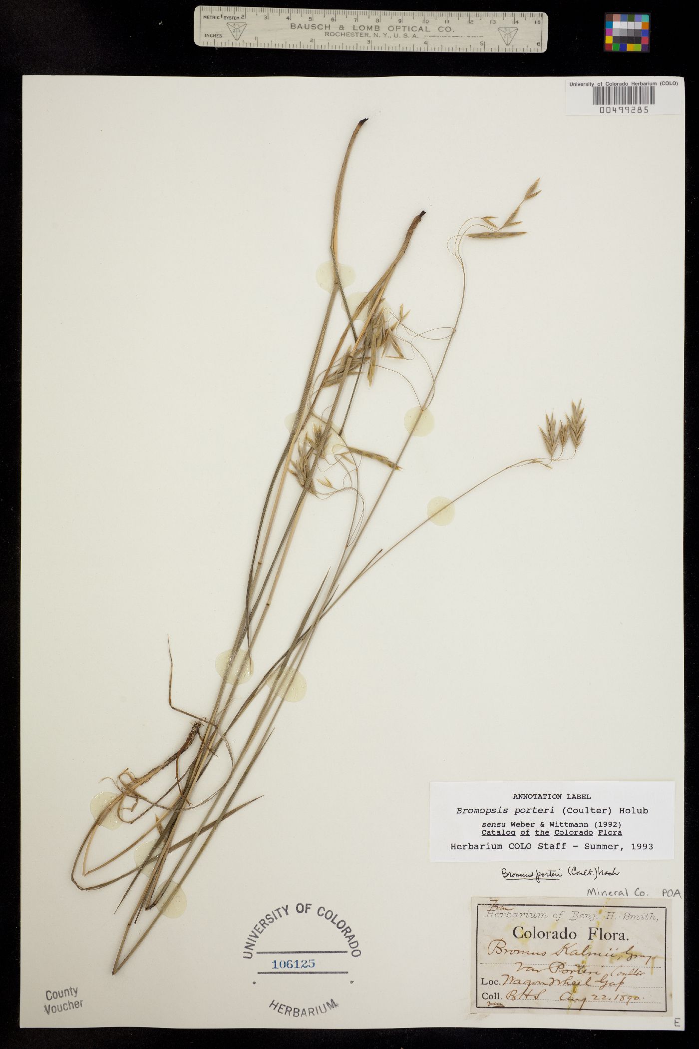 Bromus porteri image
