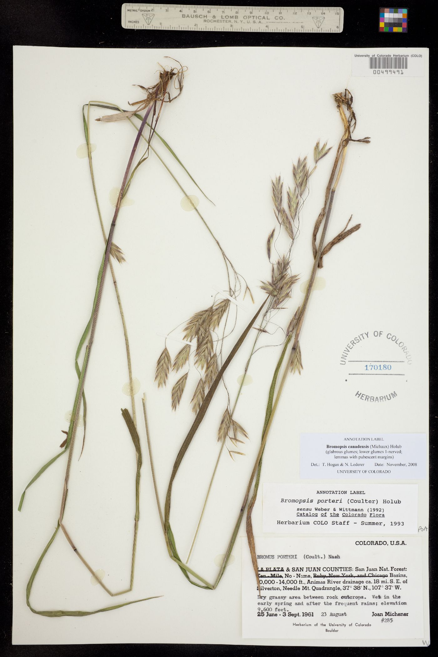 Bromus ciliatus var. ciliatus image