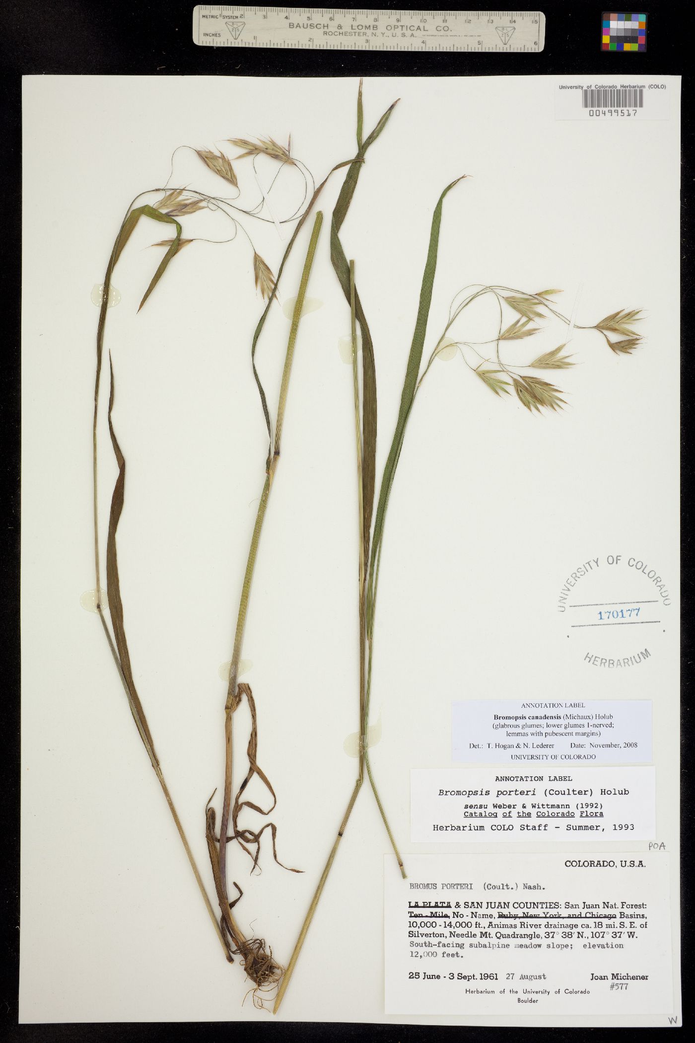 Bromus ciliatus var. ciliatus image