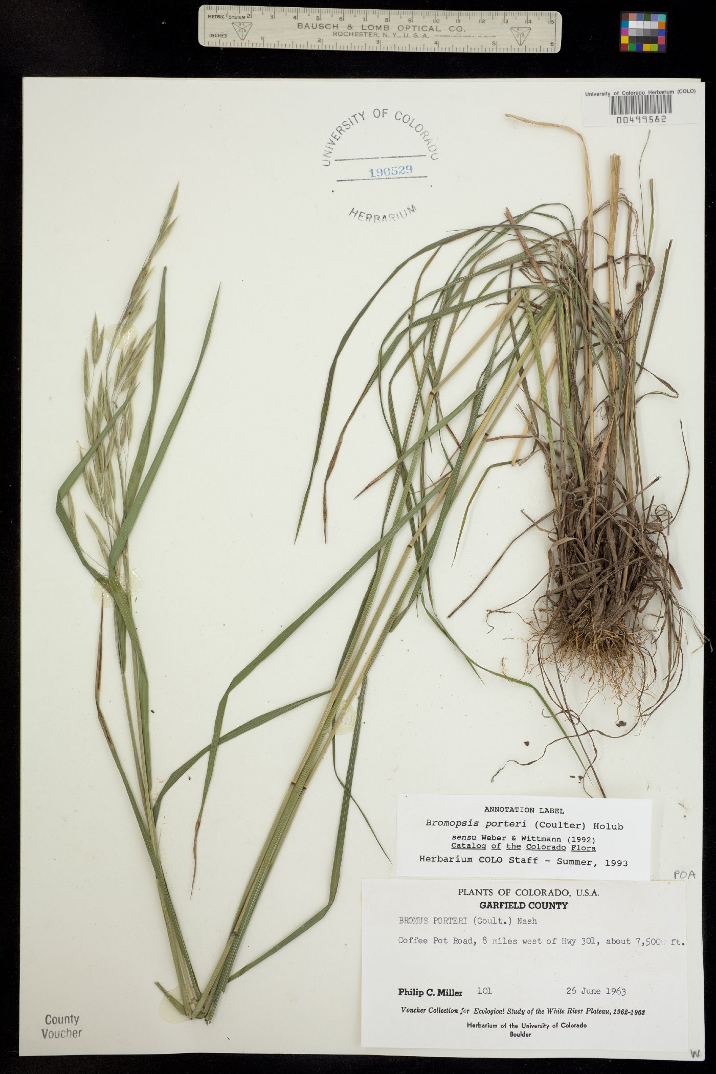Bromus porteri image