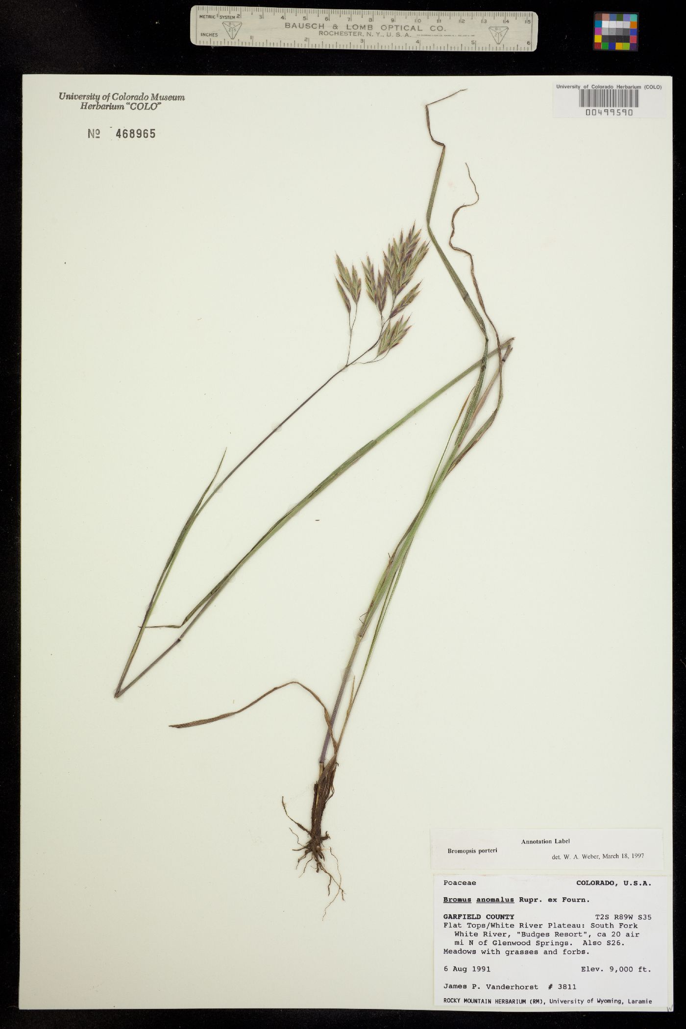 Bromus porteri image