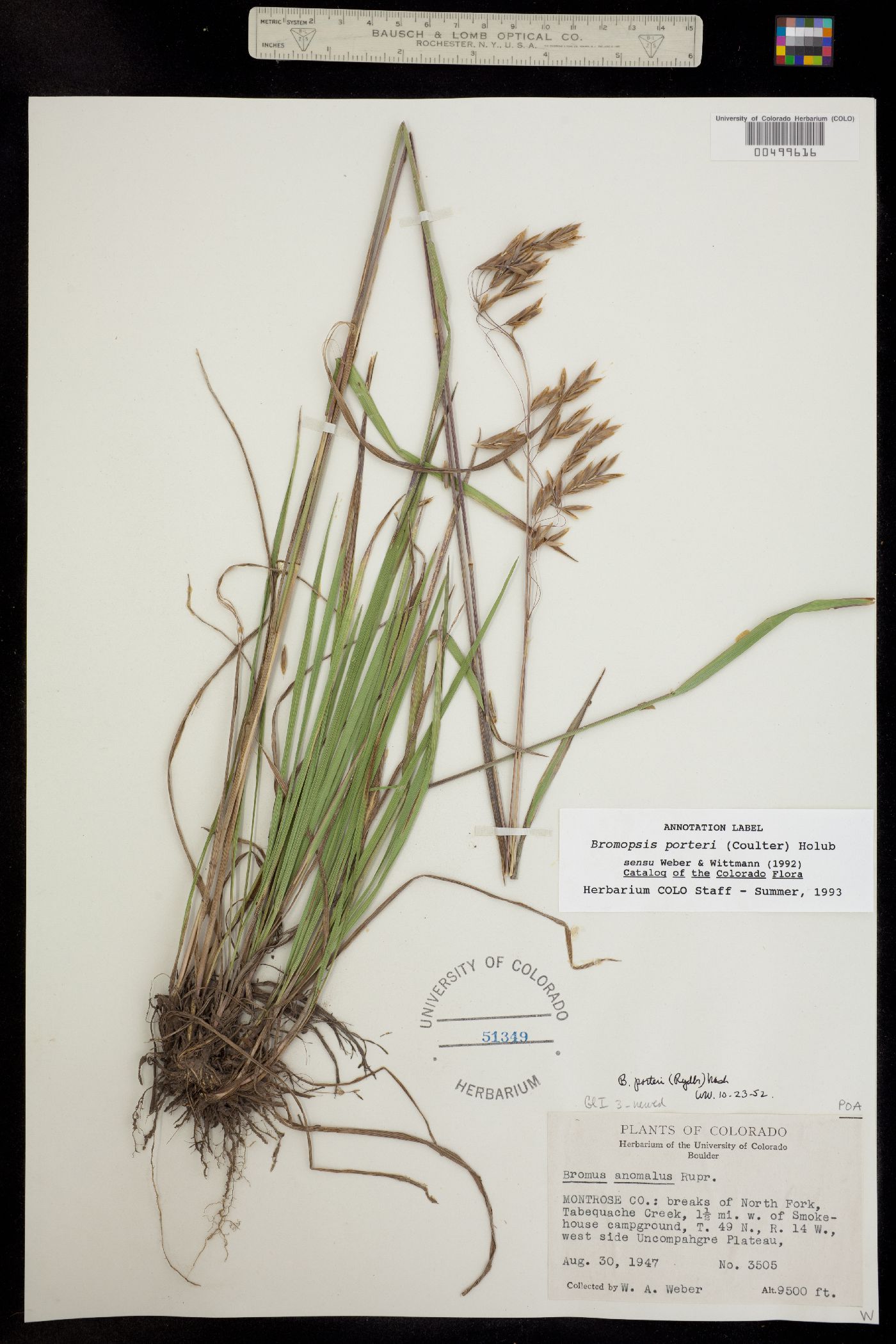 Bromus porteri image