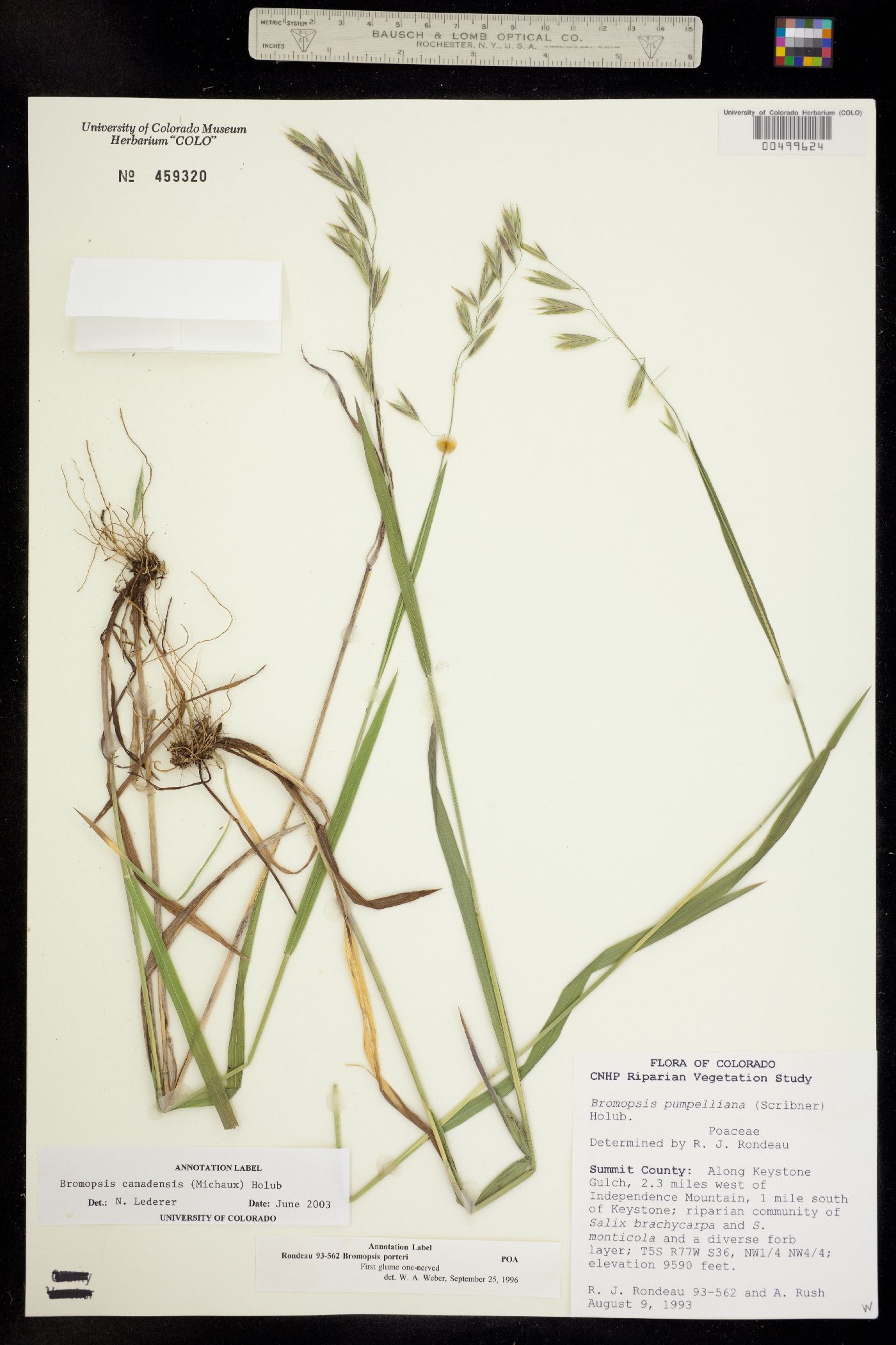 Bromus ciliatus image