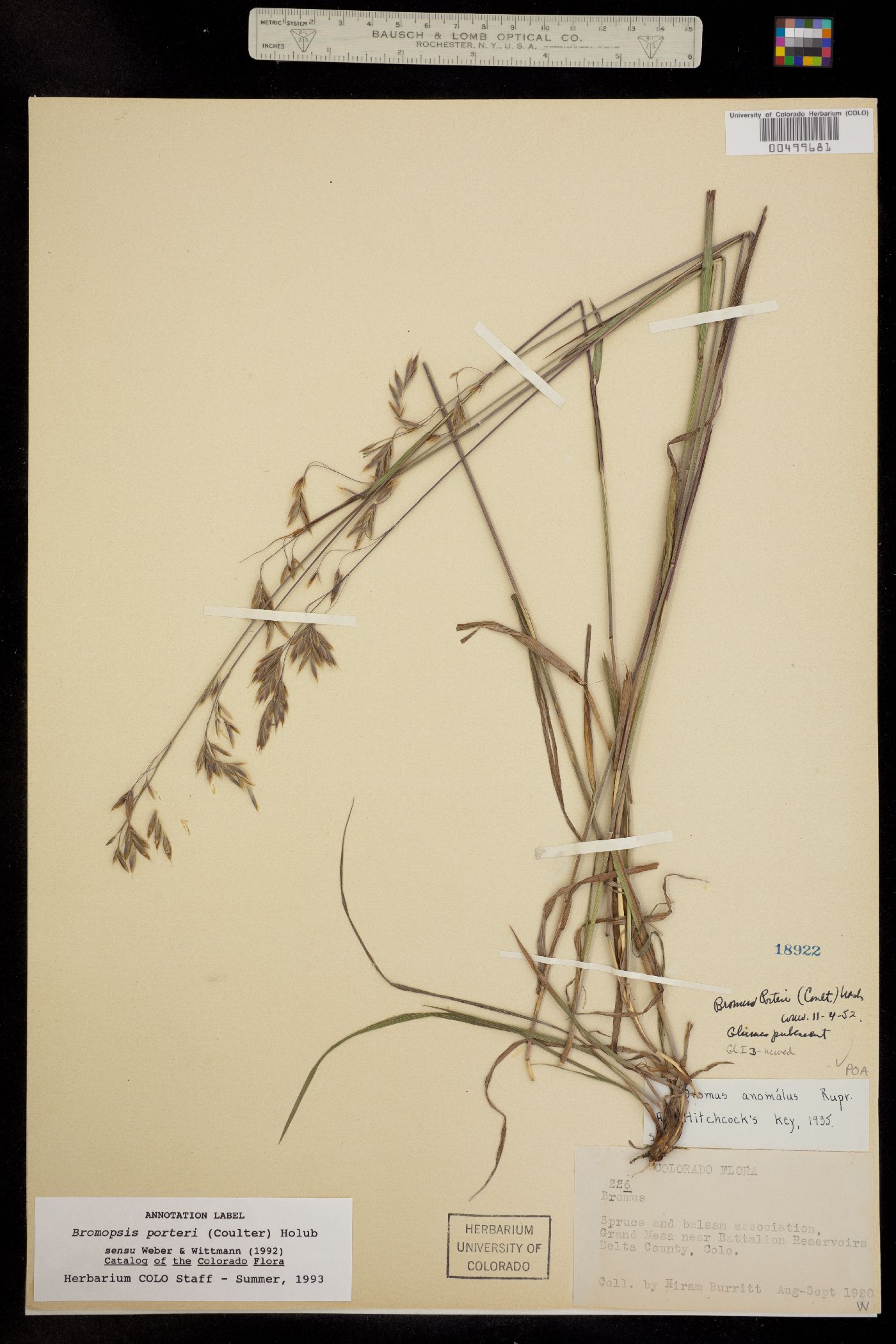 Bromus porteri image