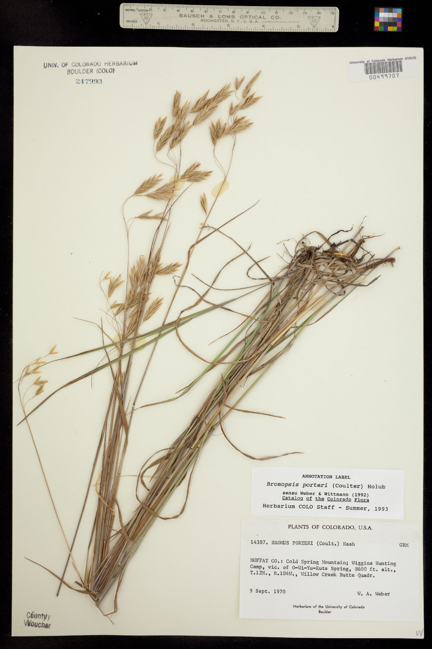 Bromus porteri image