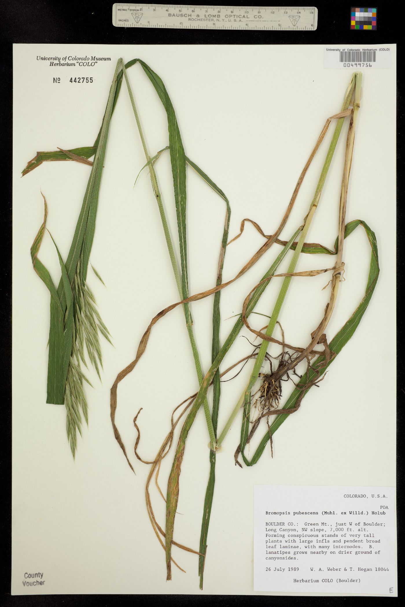 Bromus pubescens image