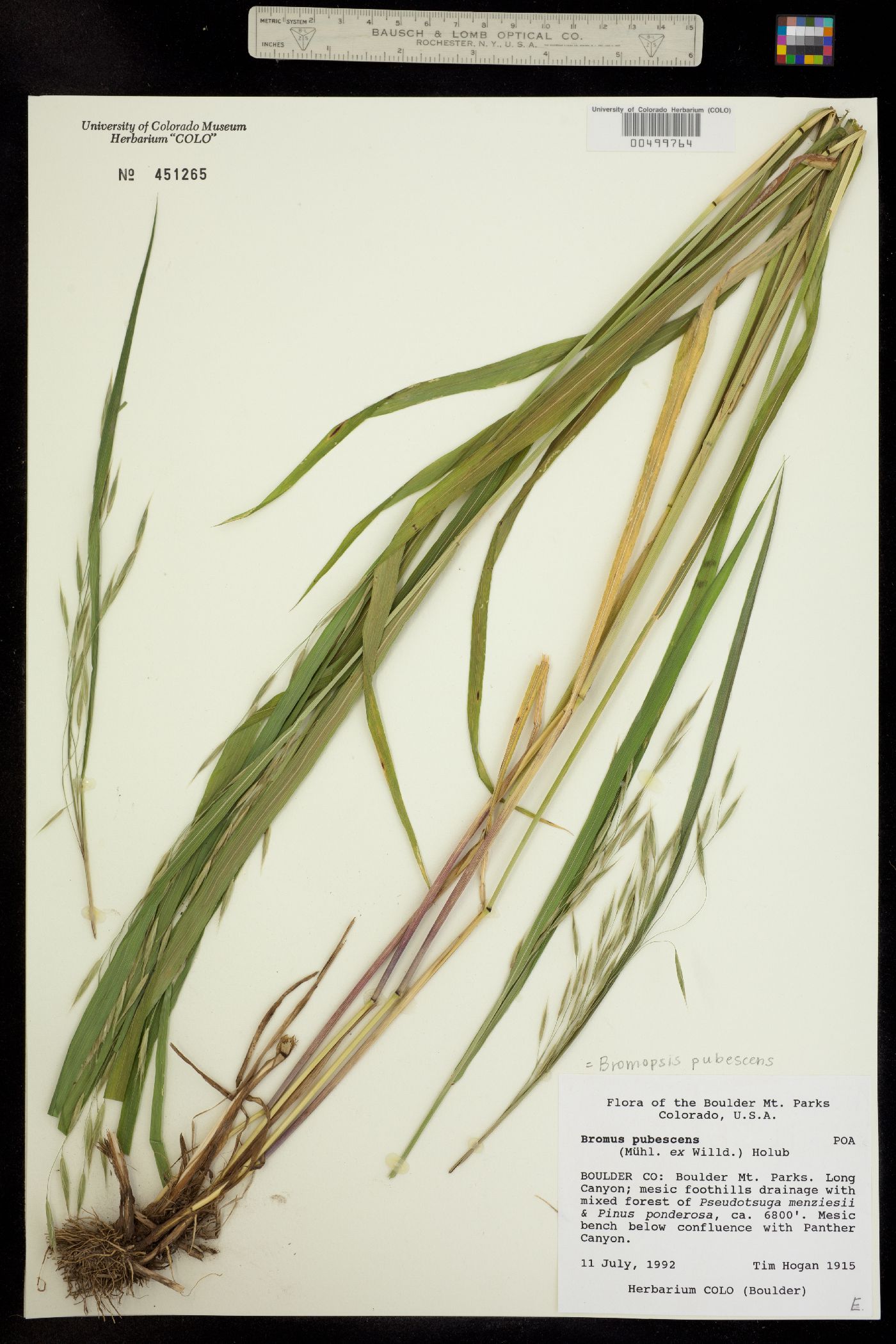 Bromus pubescens image