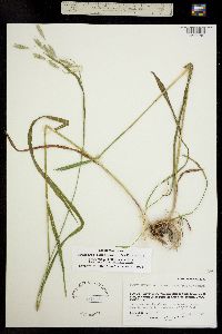 Bromopsis pumpelliana image