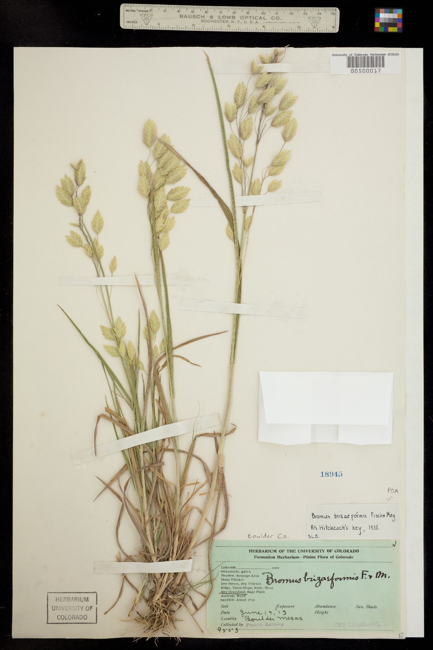 Bromus briziformis image