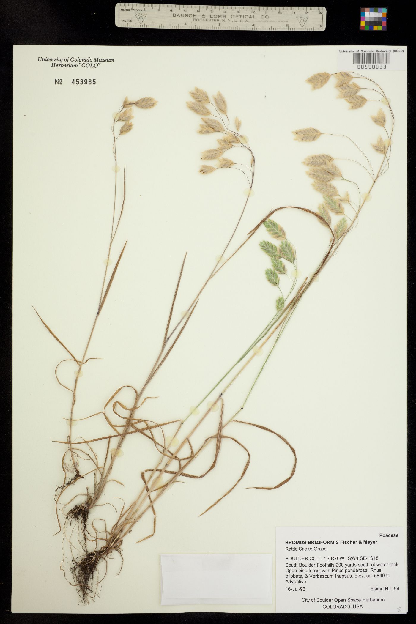 Bromus briziformis image