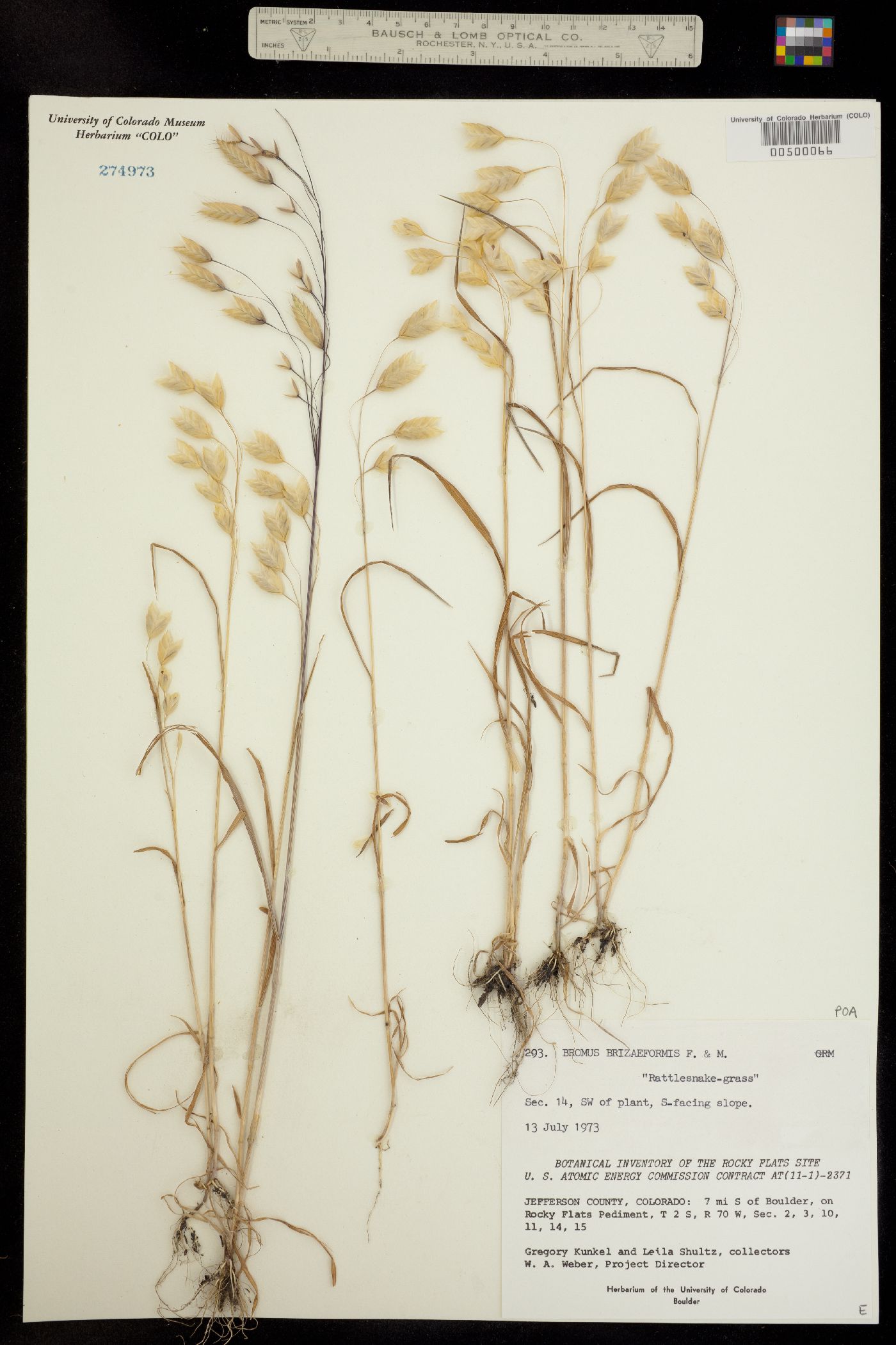 Bromus briziformis image